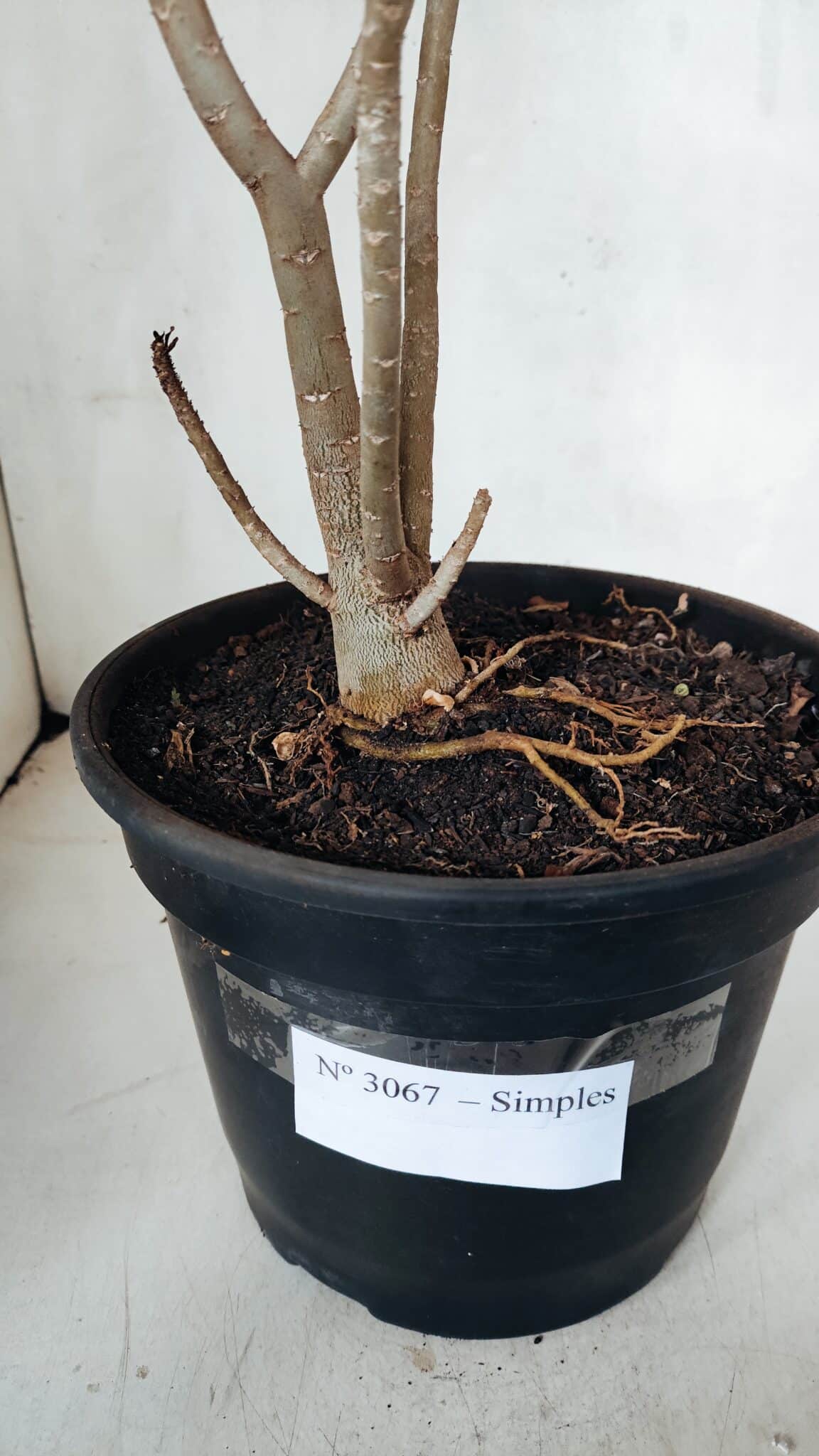 Planta Simples 3067 – 50cm – 03 anos