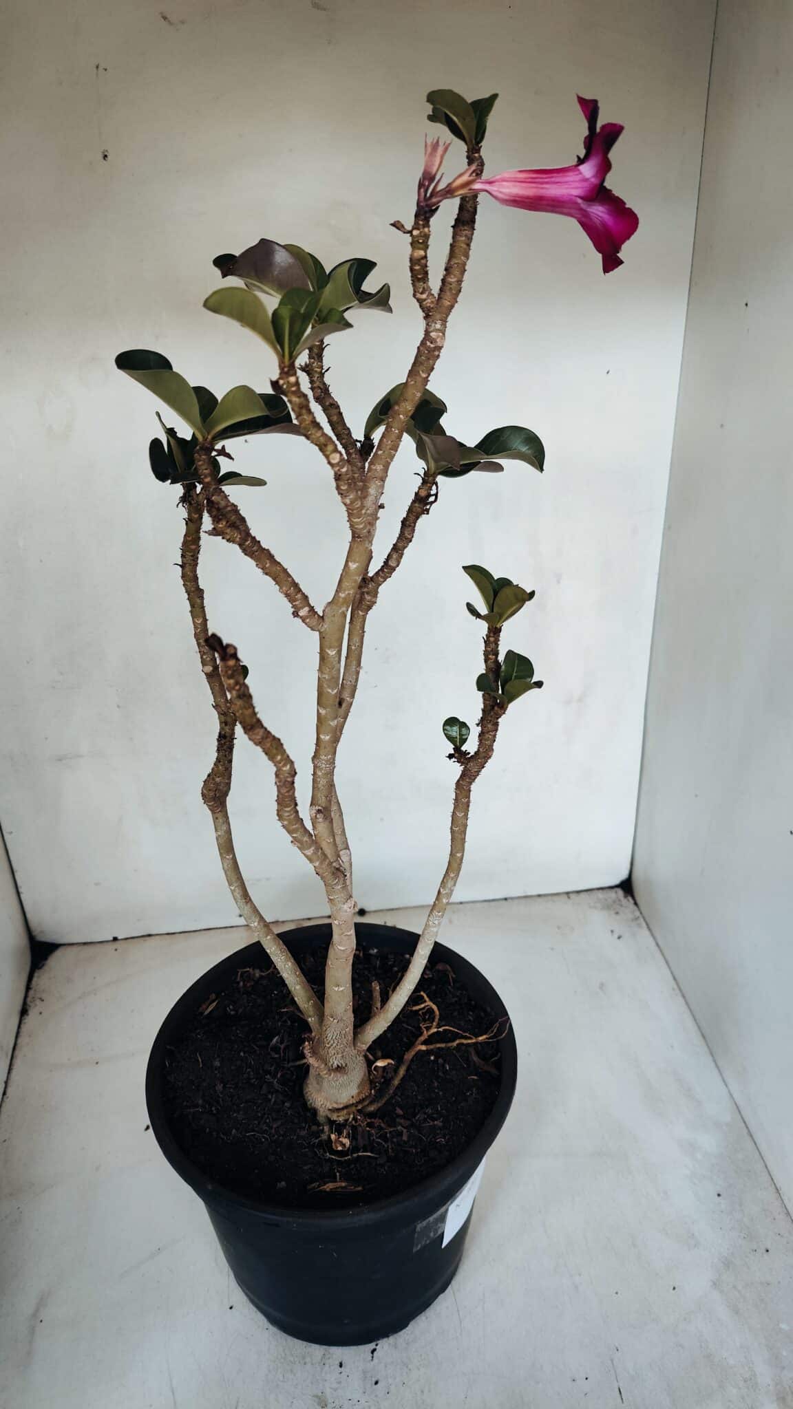 Planta Simples 3067 – 50cm – 03 anos
