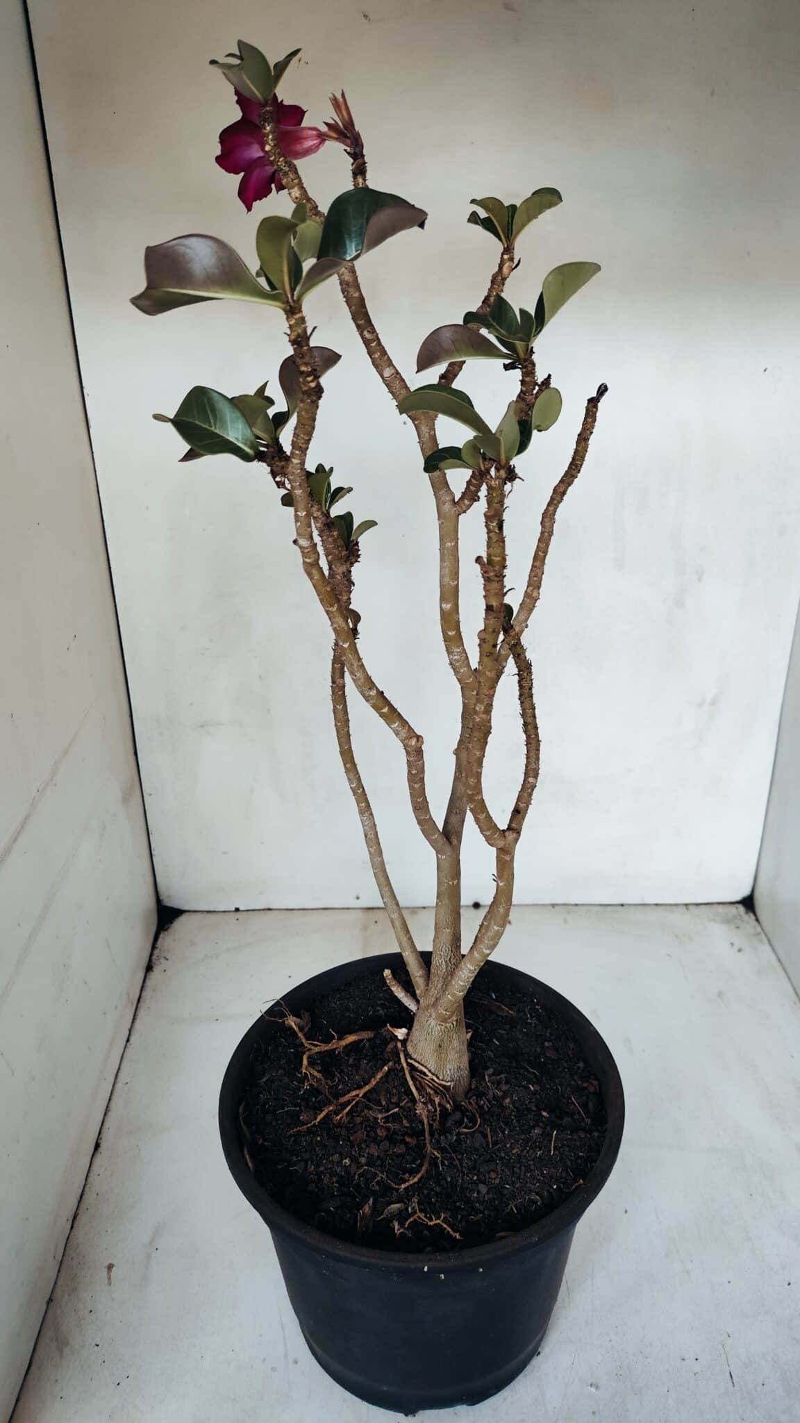 Planta Simples 3067 – 50cm – 03 anos