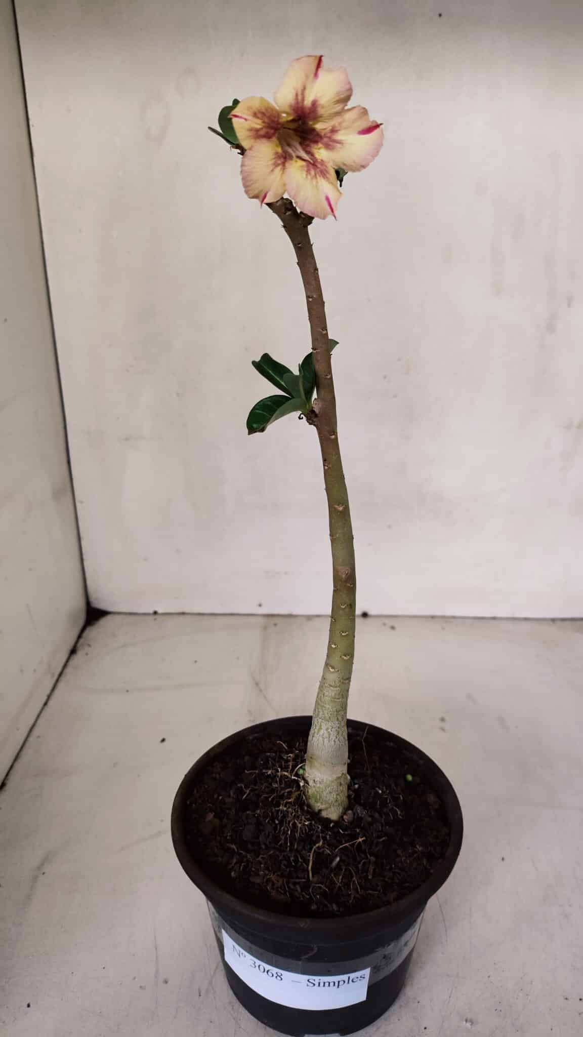 Planta Simples 3068 – 30cm – 02 anos