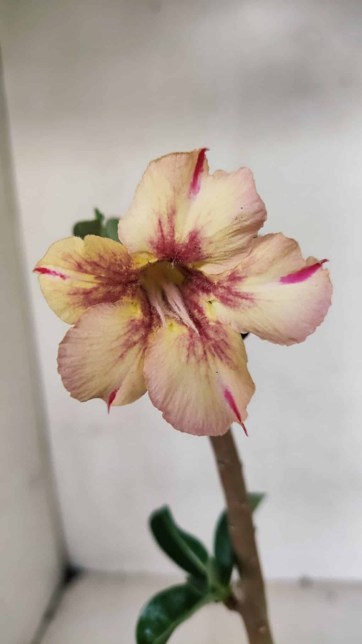 Planta Simples 3068 – 30cm – 02 anos