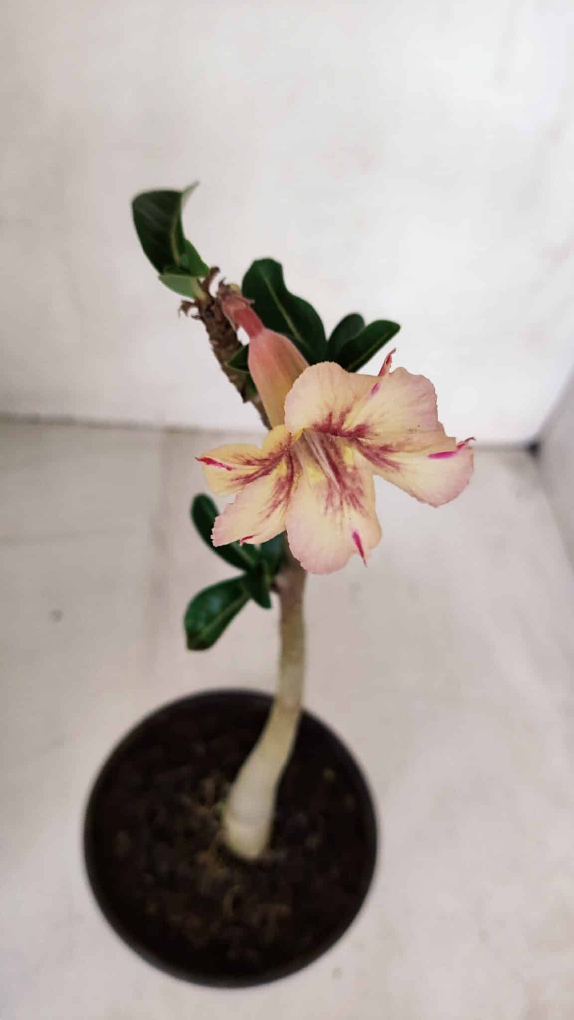 Planta Simples 3068 – 30cm – 02 anos