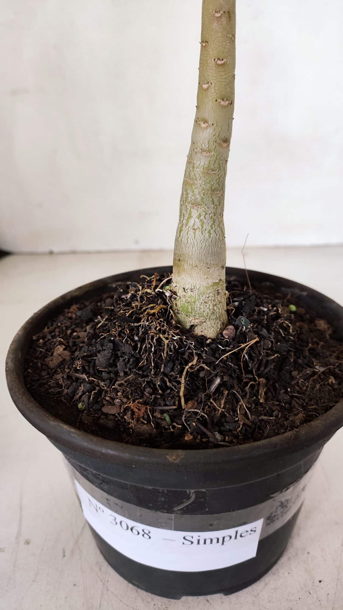 Planta Simples 3068 – 30cm – 02 anos