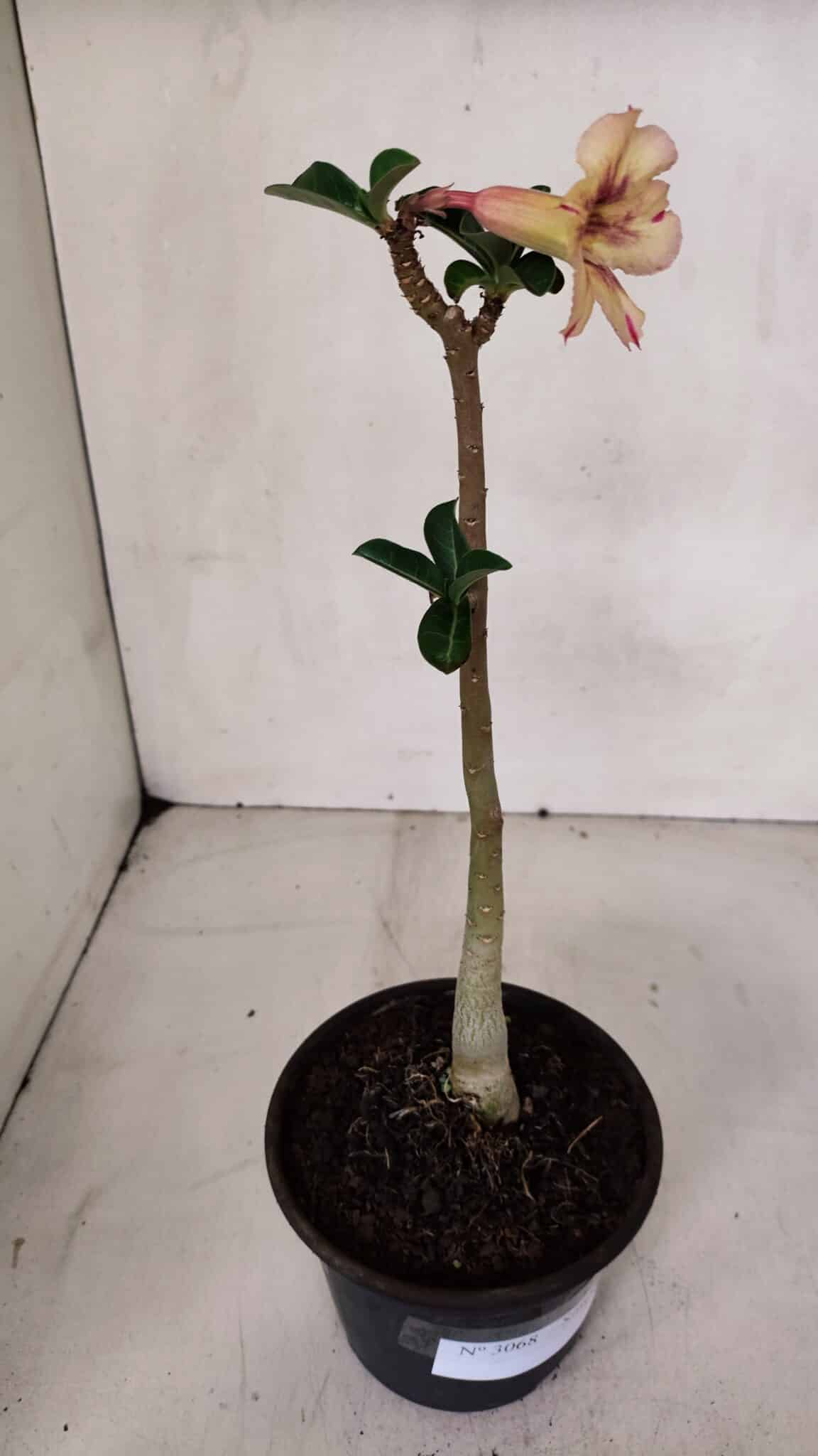 Planta Simples 3068 – 30cm – 02 anos
