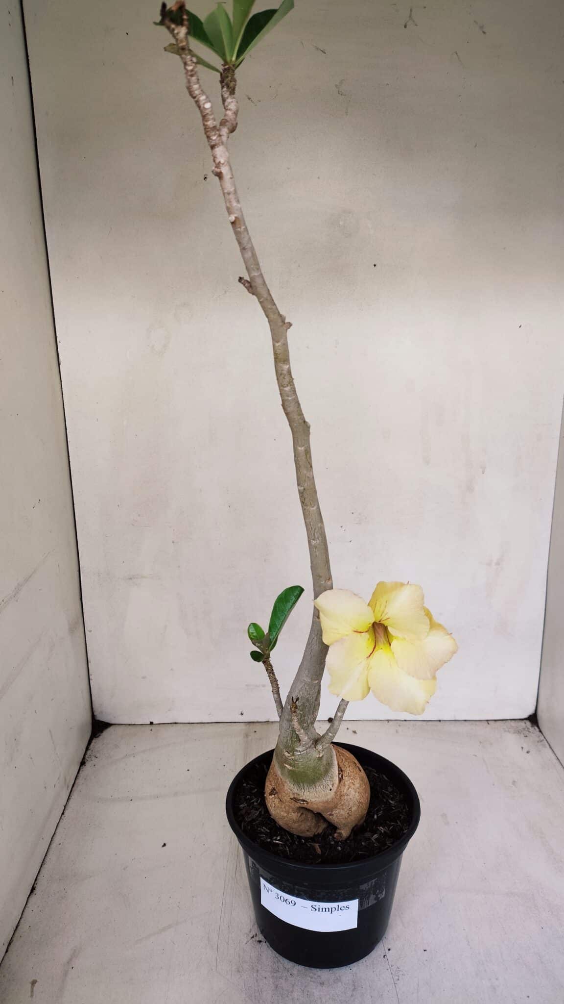 Planta Simples 3069 – 40cm – 03 anos