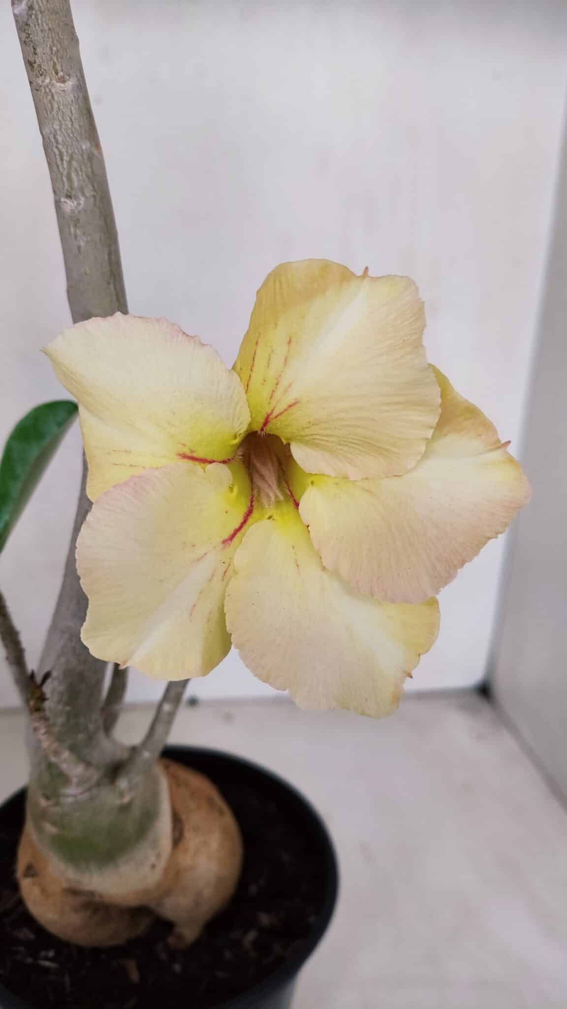 Planta Simples 3069 – 40cm – 03 anos
