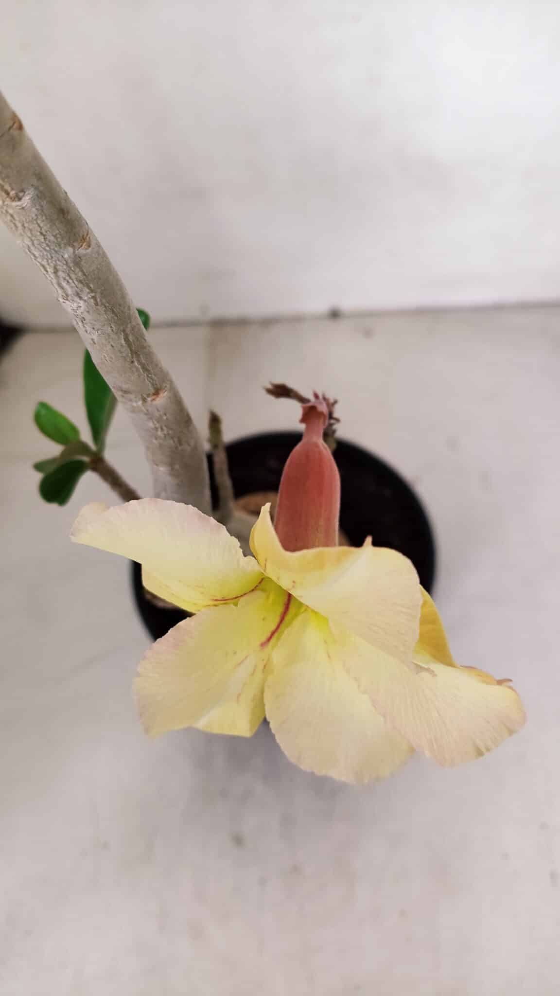 Planta Simples 3069 – 40cm – 03 anos