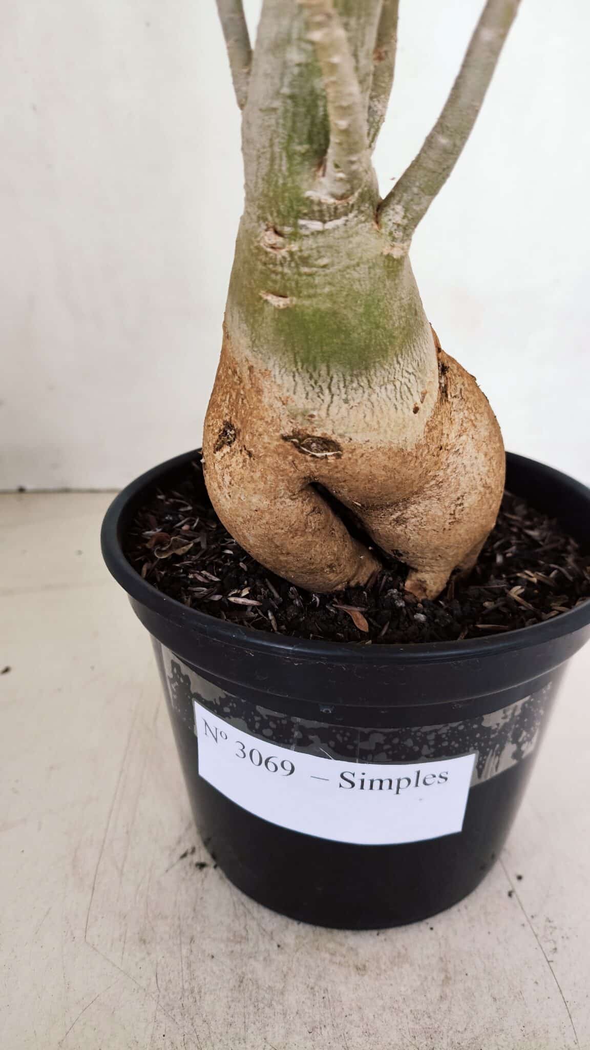 Planta Simples 3069 – 40cm – 03 anos