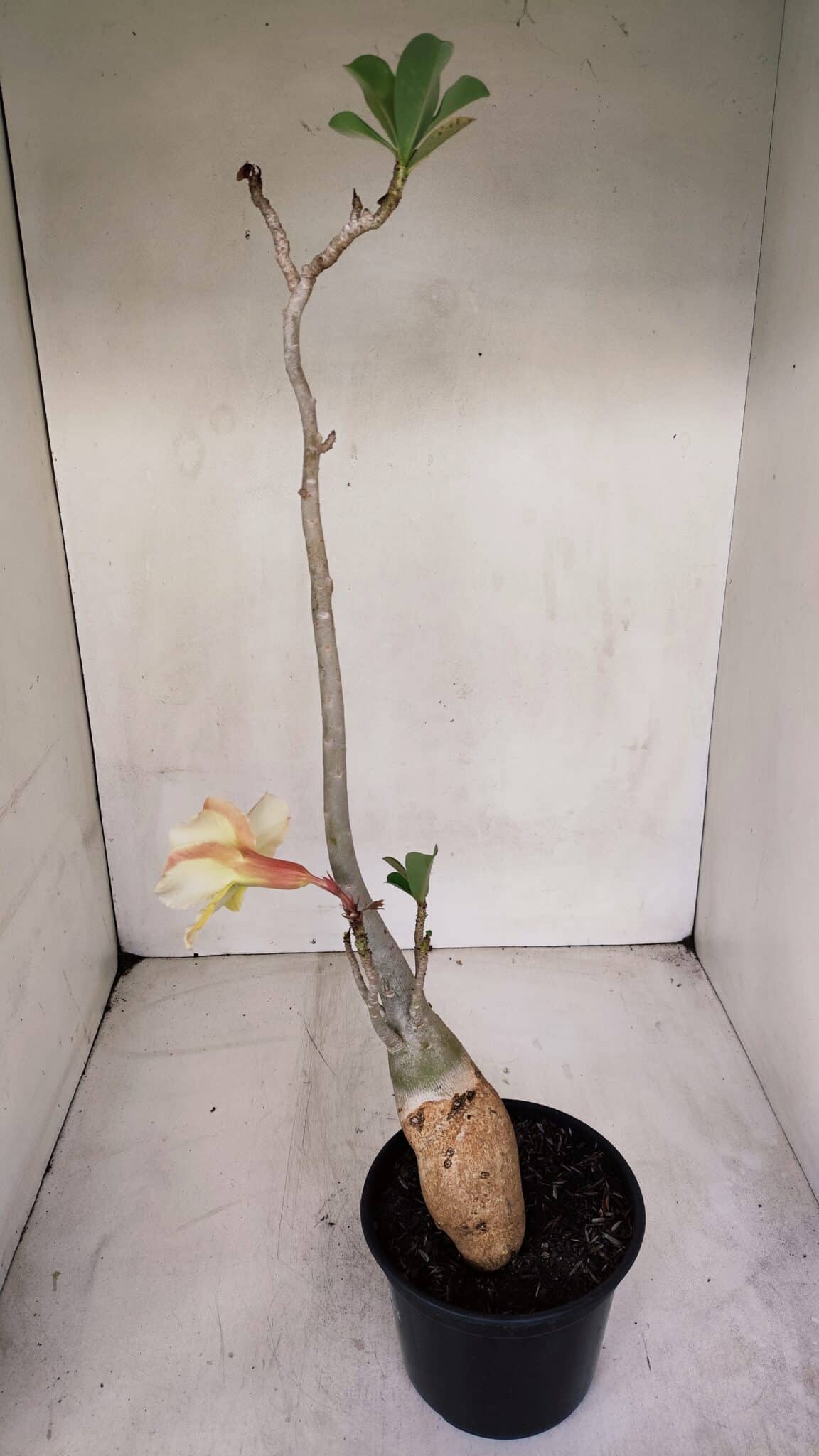 Planta Simples 3069 – 40cm – 03 anos