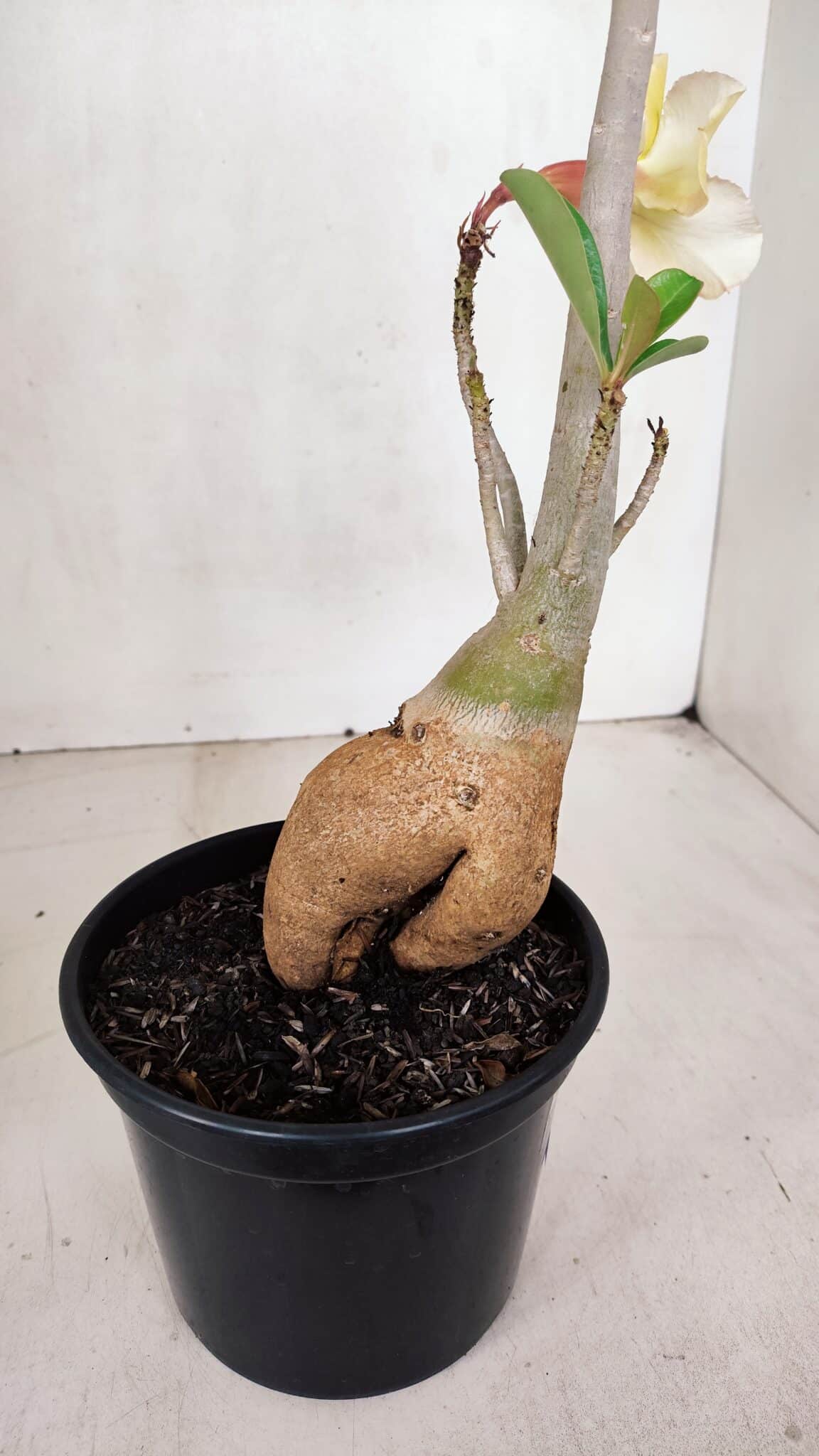 Planta Simples 3069 – 40cm – 03 anos