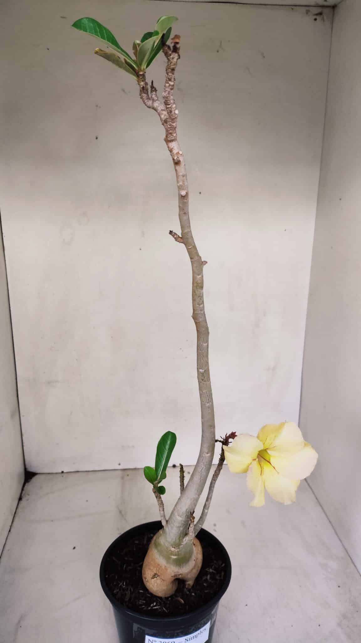 Planta Simples 3069 – 40cm – 03 anos