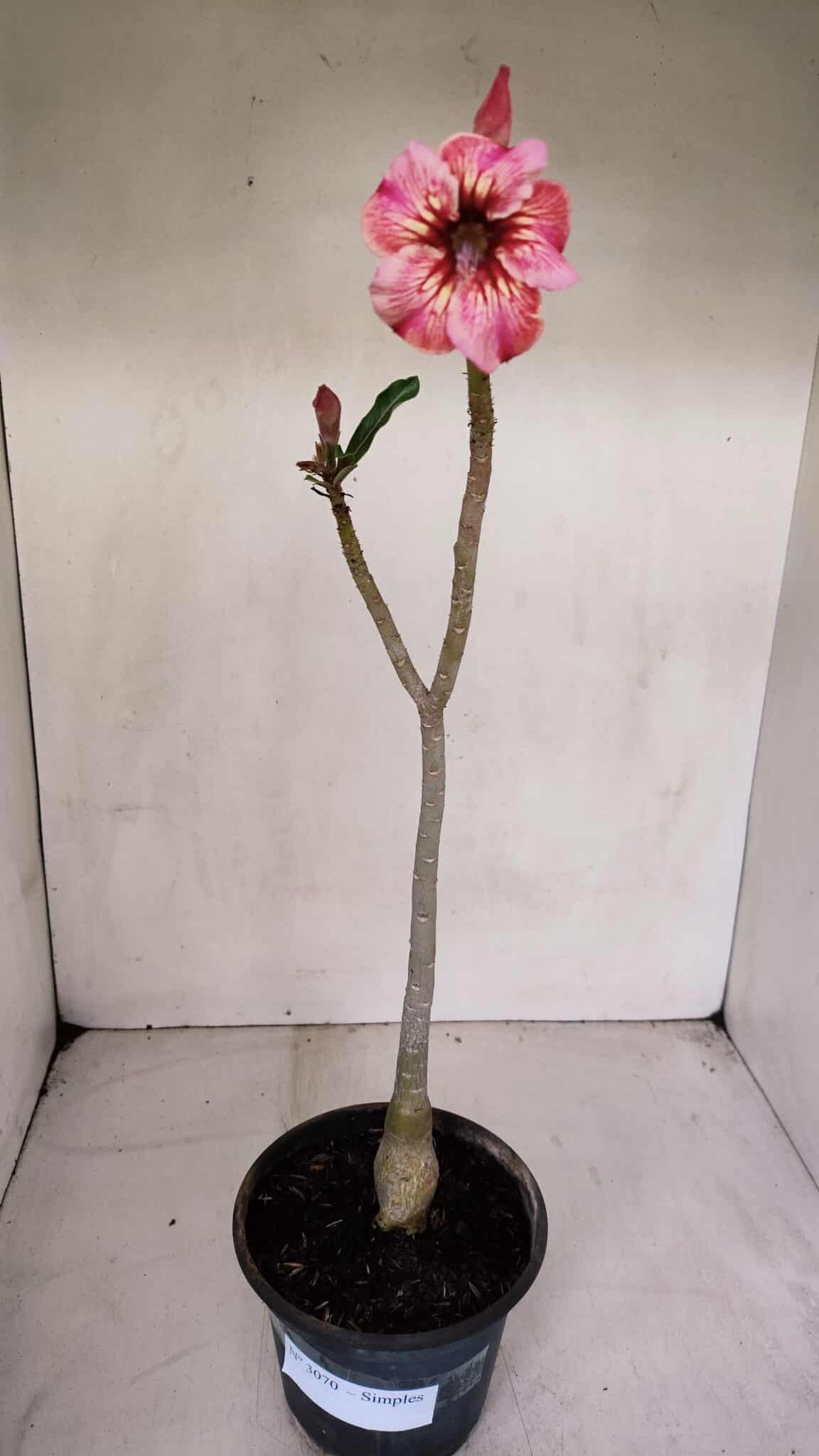 Planta Simples 3070 – 30cm – 02 anos