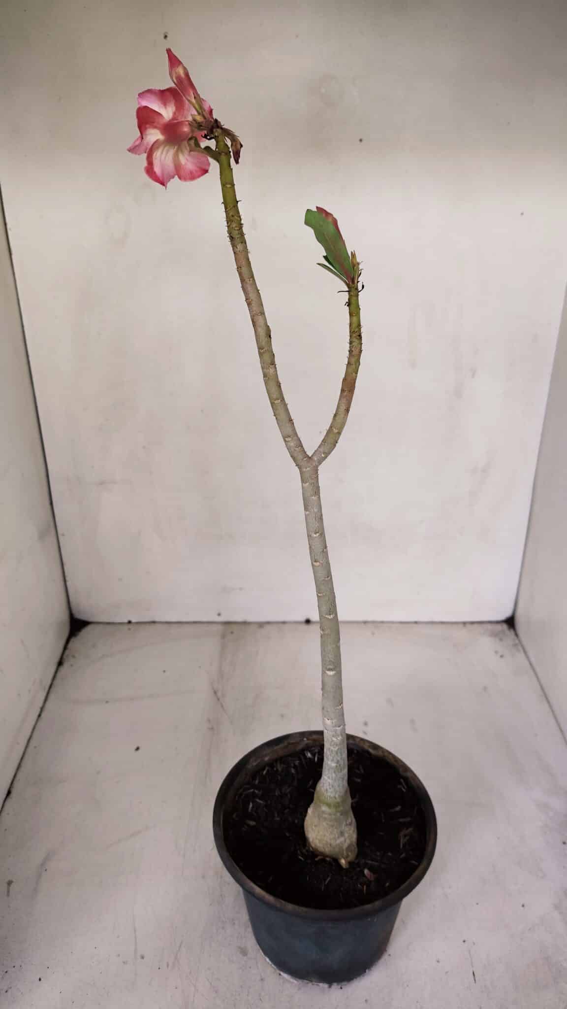 Planta Simples 3070 – 30cm – 02 anos