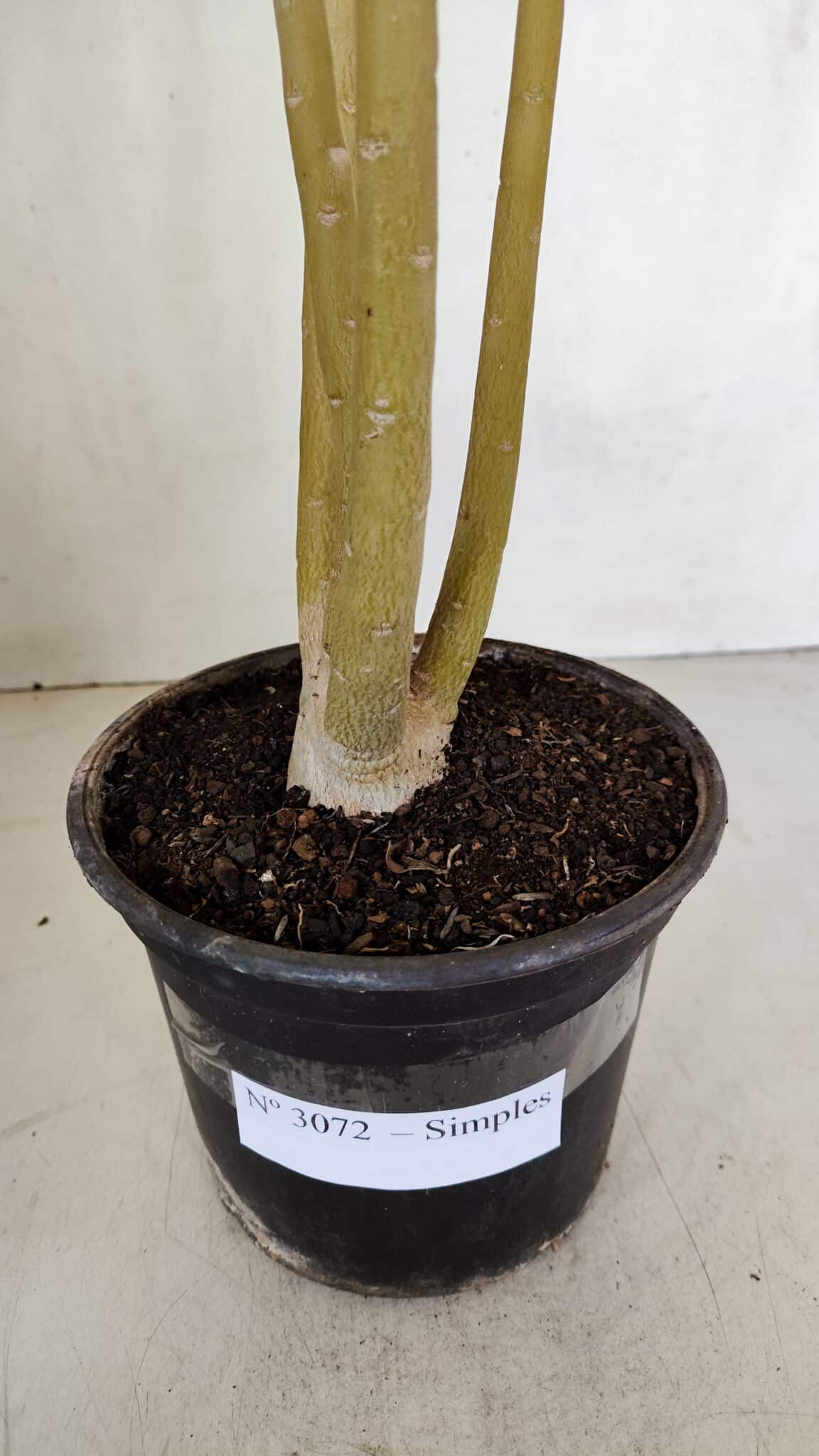 Planta Simples 3072 – 35cm – 03 anos