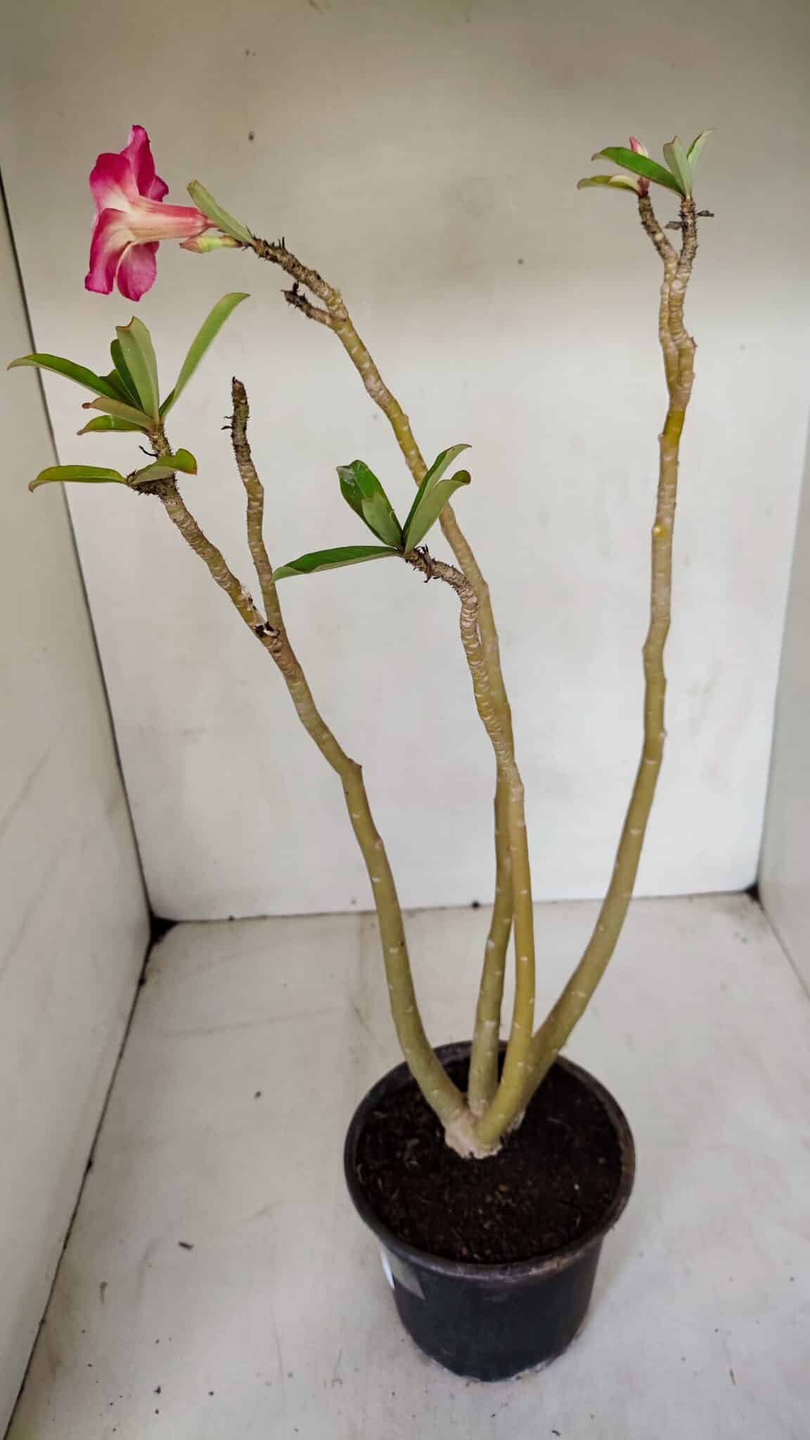 Planta Simples 3072 – 35cm – 03 anos