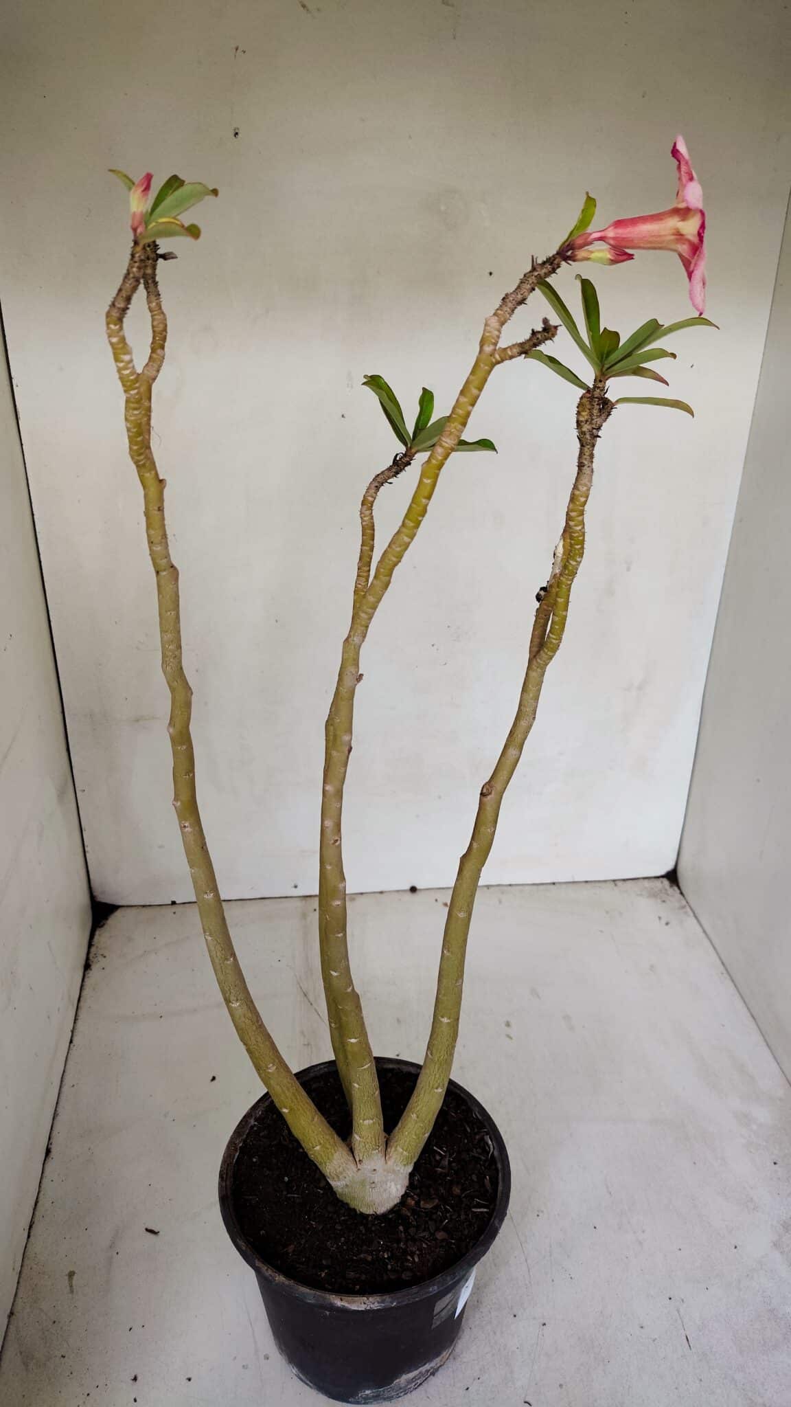 Planta Simples 3072 – 35cm – 03 anos