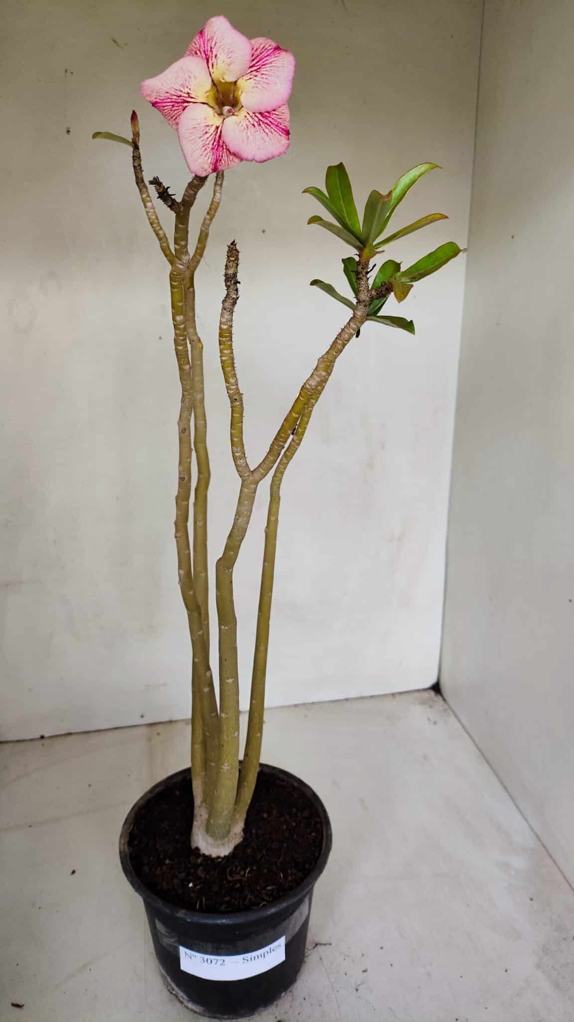 Planta Simples 3072 – 35cm – 03 anos