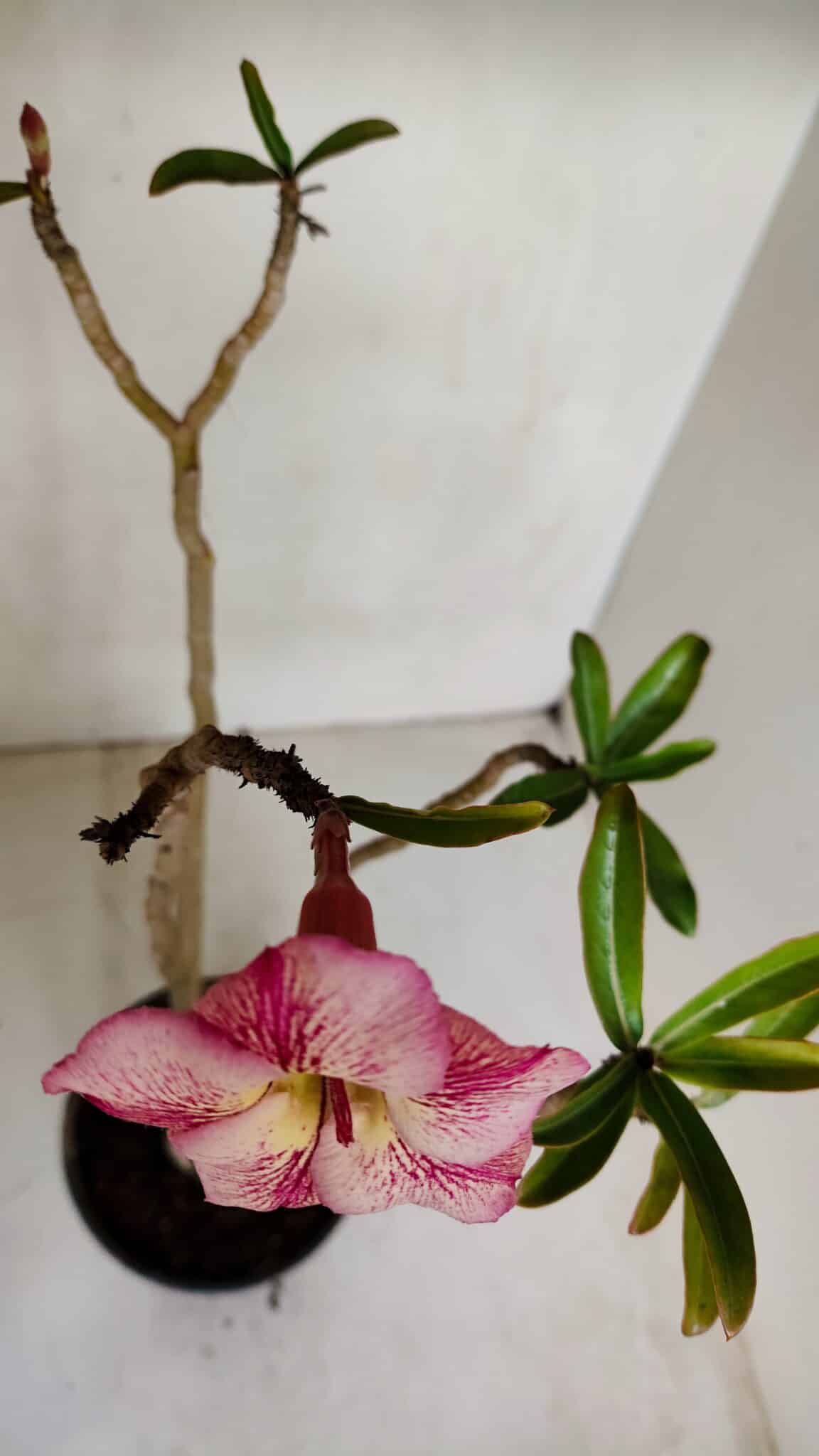 Planta Simples 3072 – 35cm – 03 anos