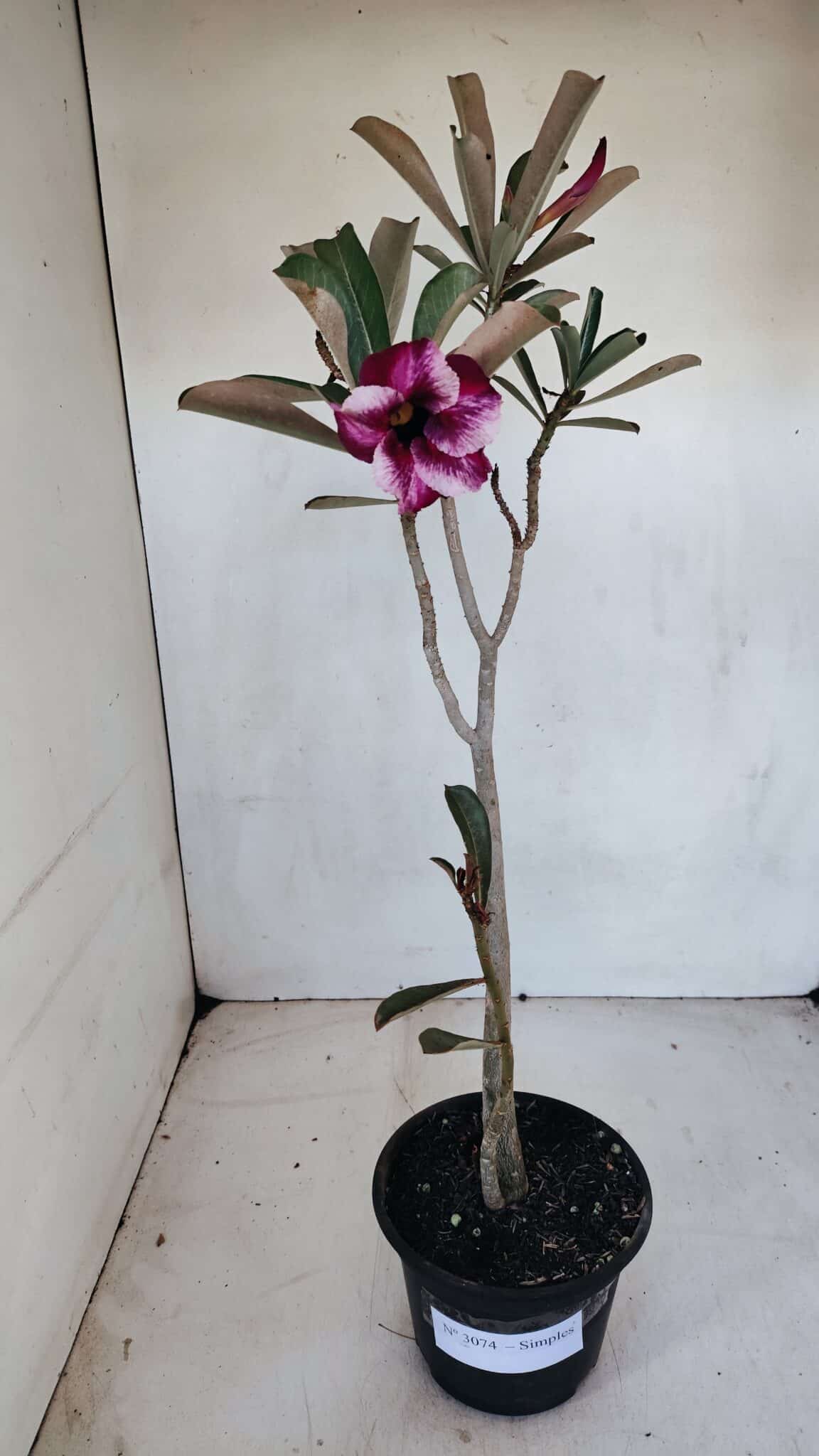 Planta Simples 3074 – 35cm – 03 anos