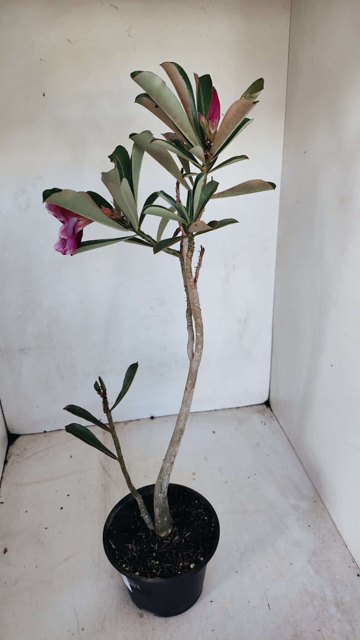 Planta Simples 3074 – 35cm – 03 anos