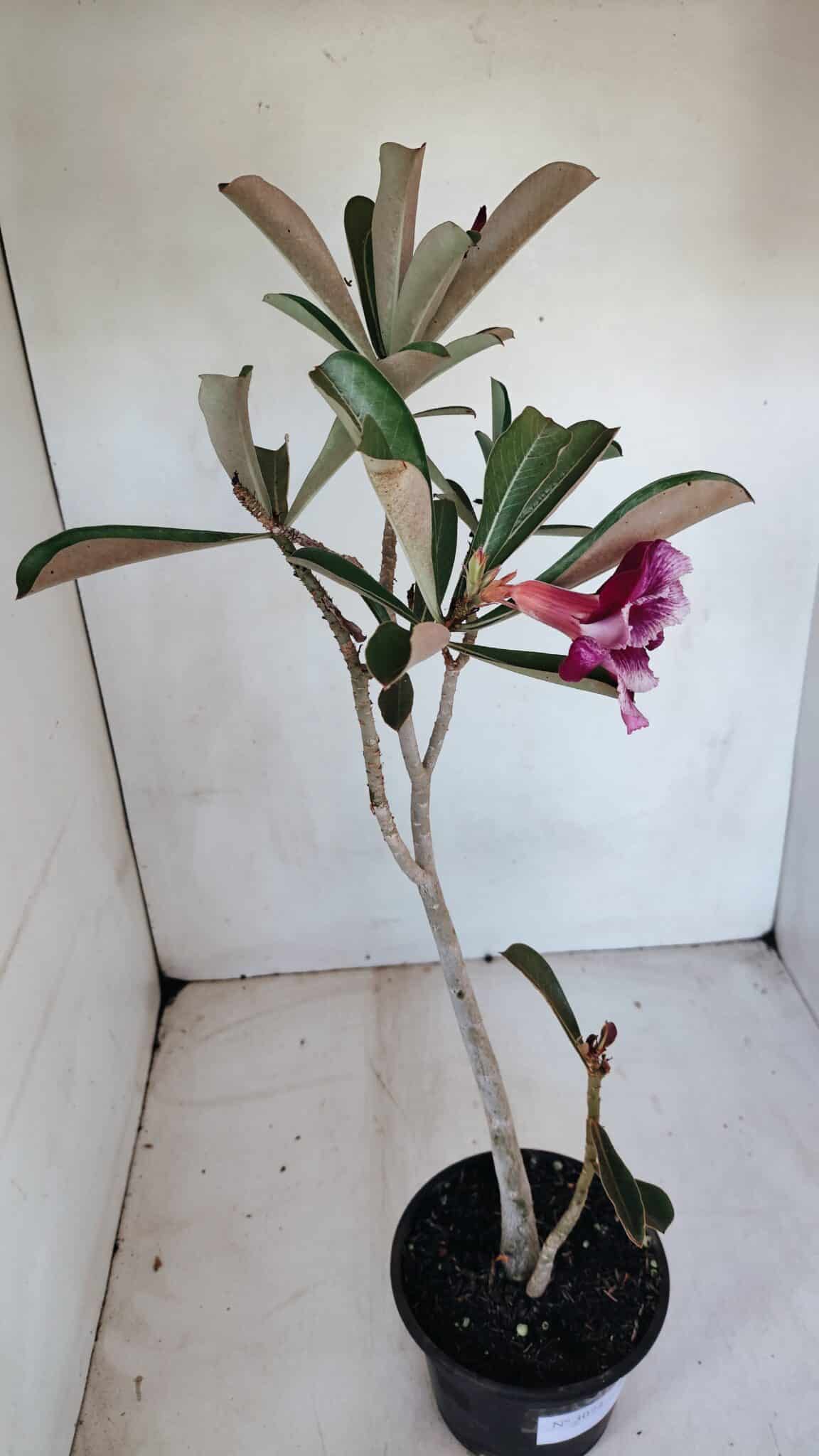 Planta Simples 3074 – 35cm – 03 anos