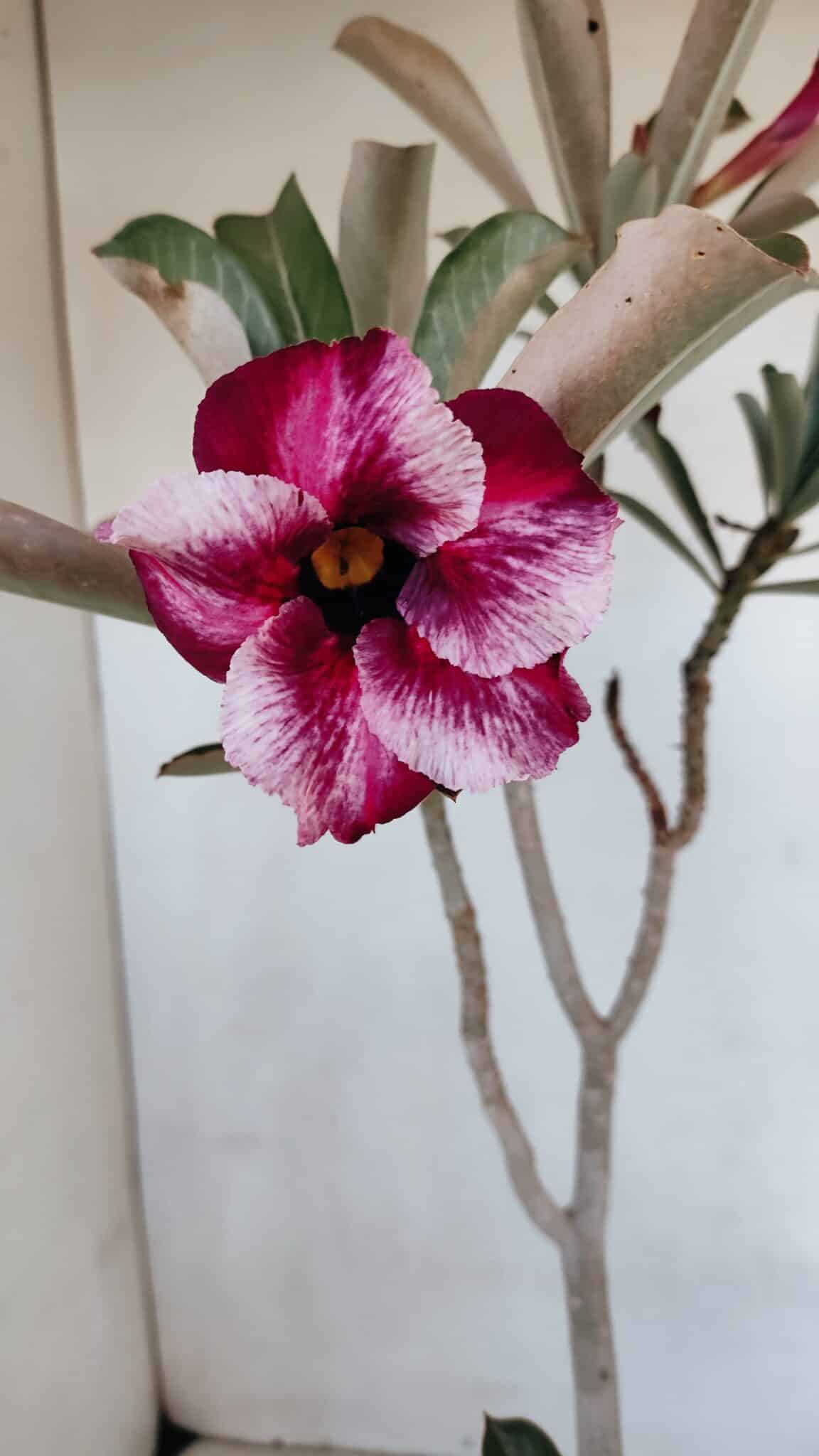 Planta Simples 3074 – 35cm – 03 anos