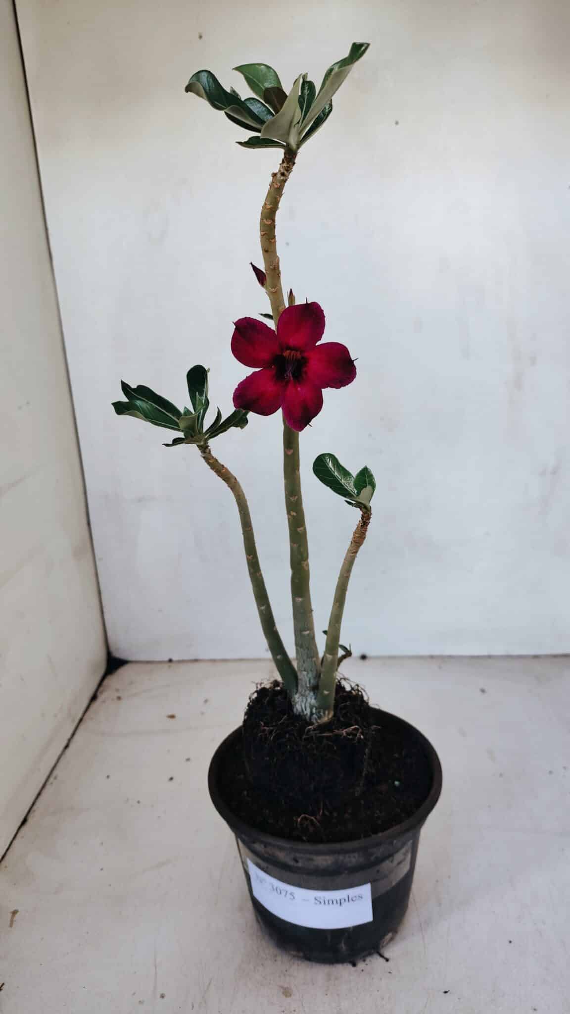 Planta Simples 3075 – 30cm – 02 anos