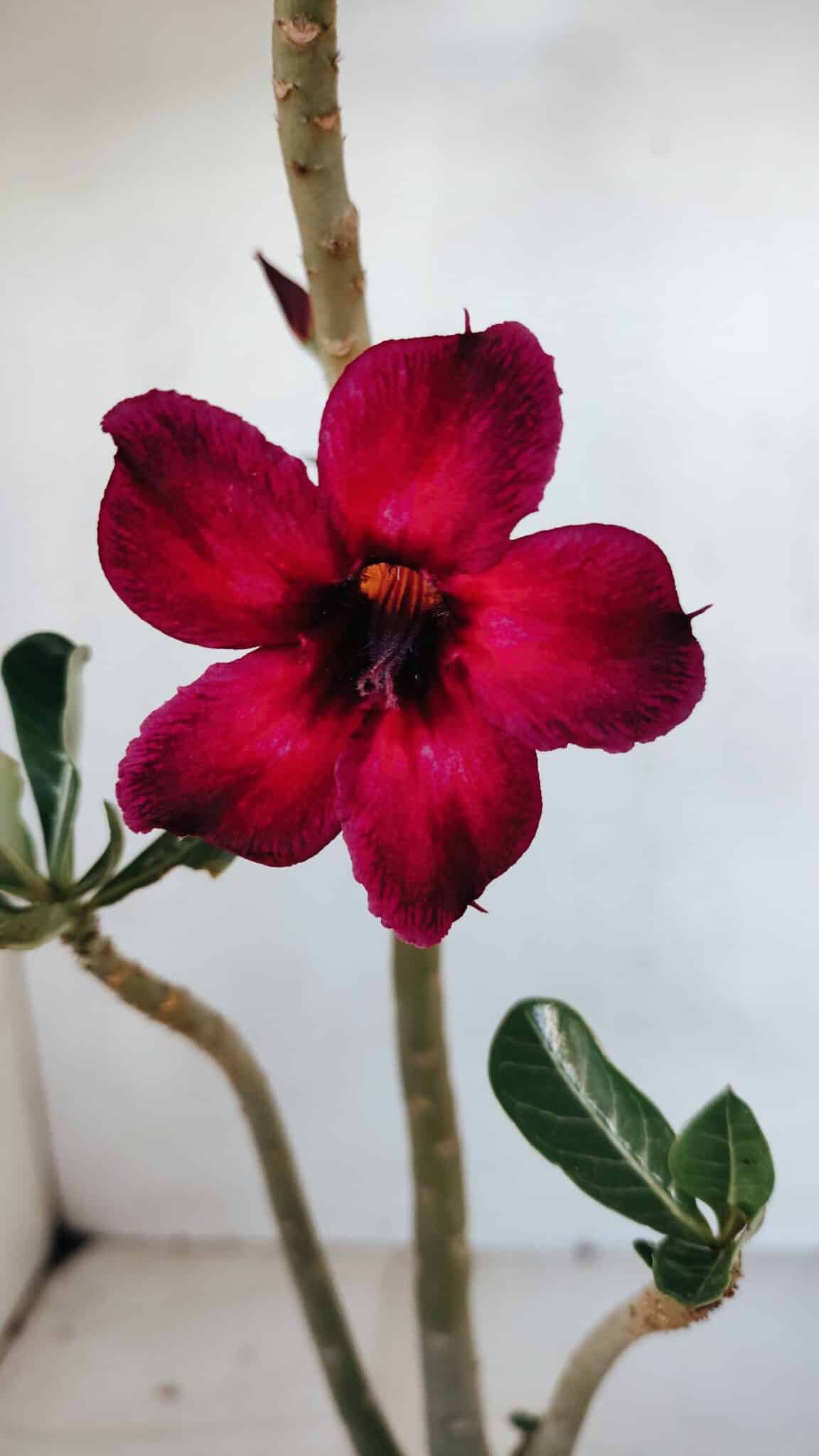 Planta Simples 3075 – 30cm – 02 anos