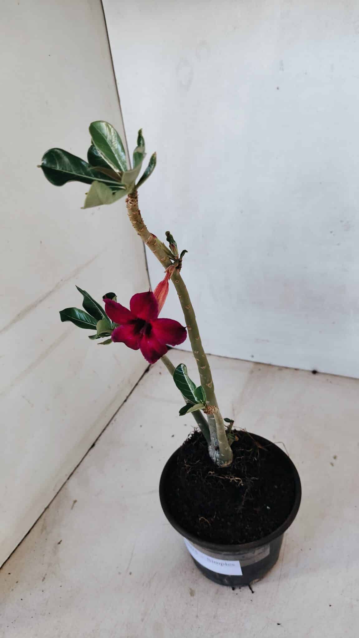 Planta Simples 3075 – 30cm – 02 anos