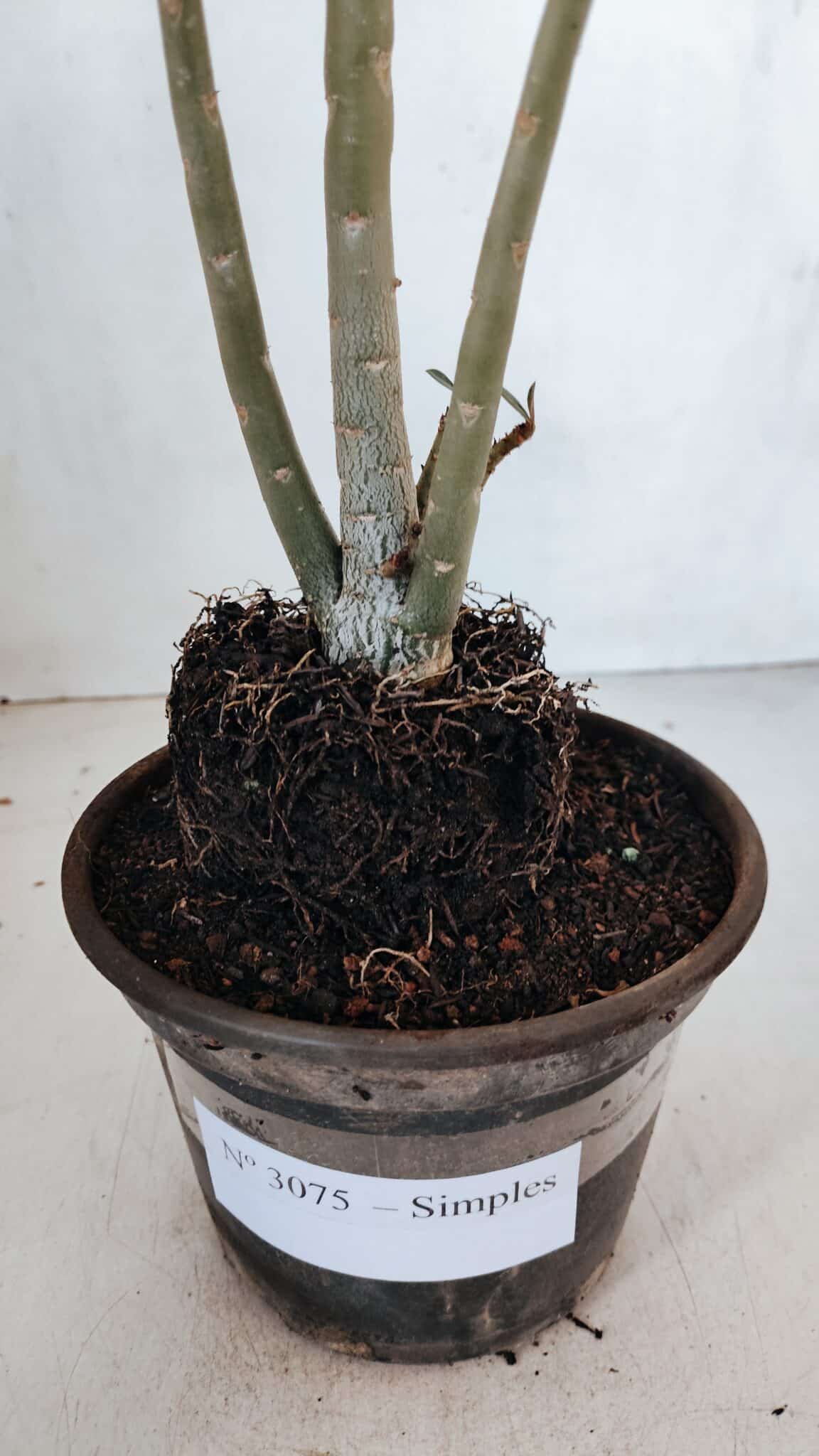Planta Simples 3075 – 30cm – 02 anos