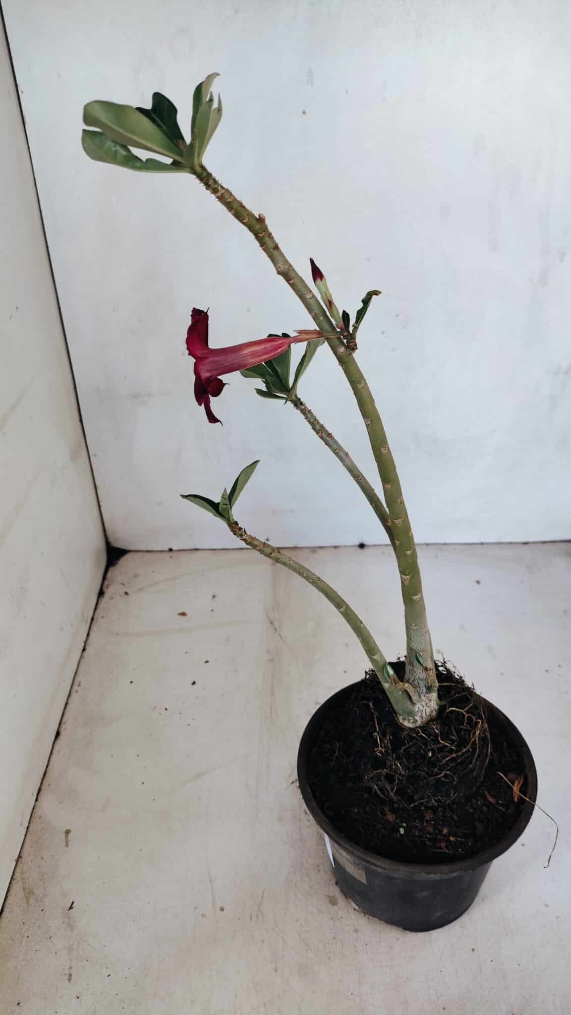 Planta Simples 3075 – 30cm – 02 anos