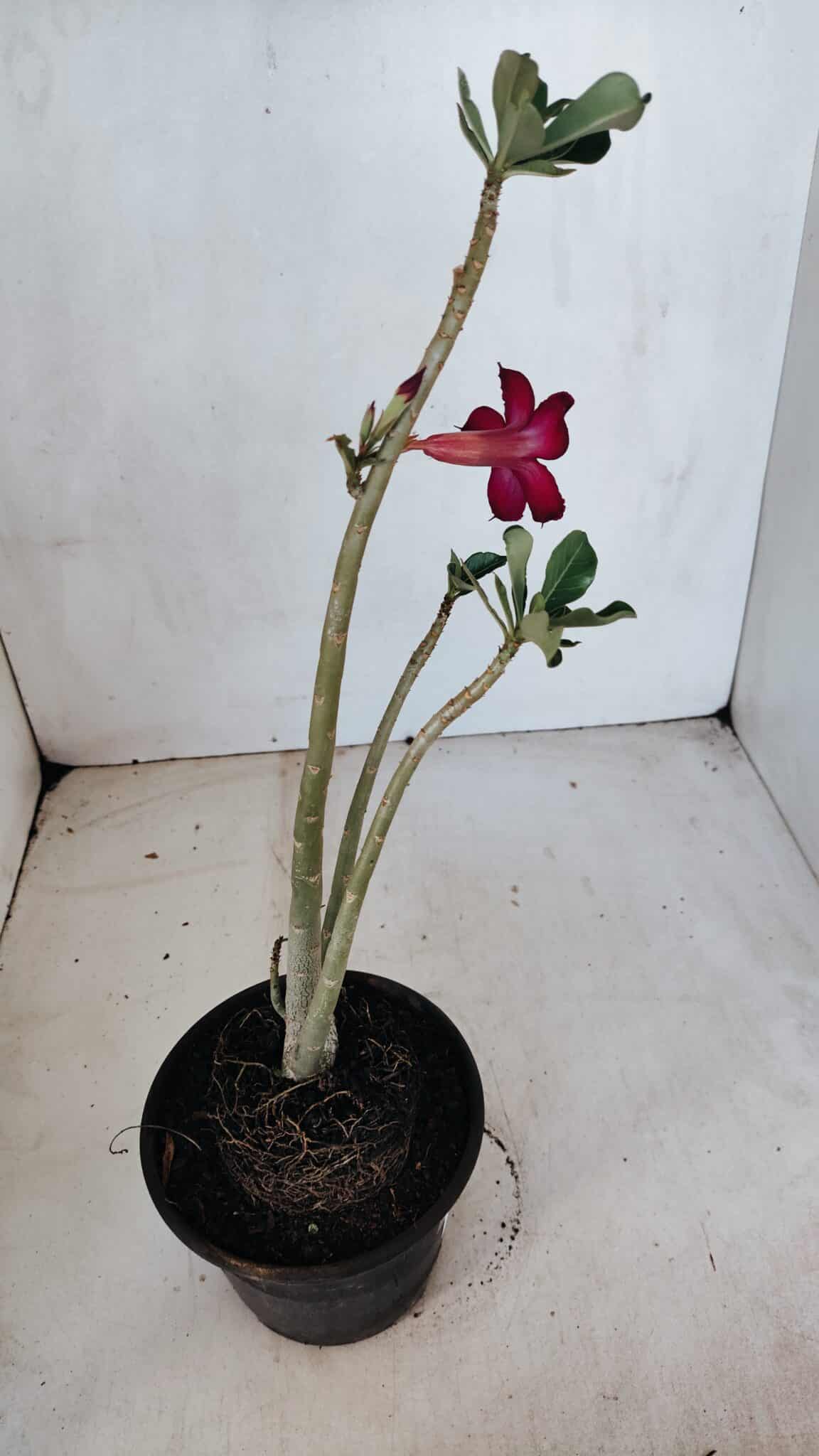 Planta Simples 3075 – 30cm – 02 anos