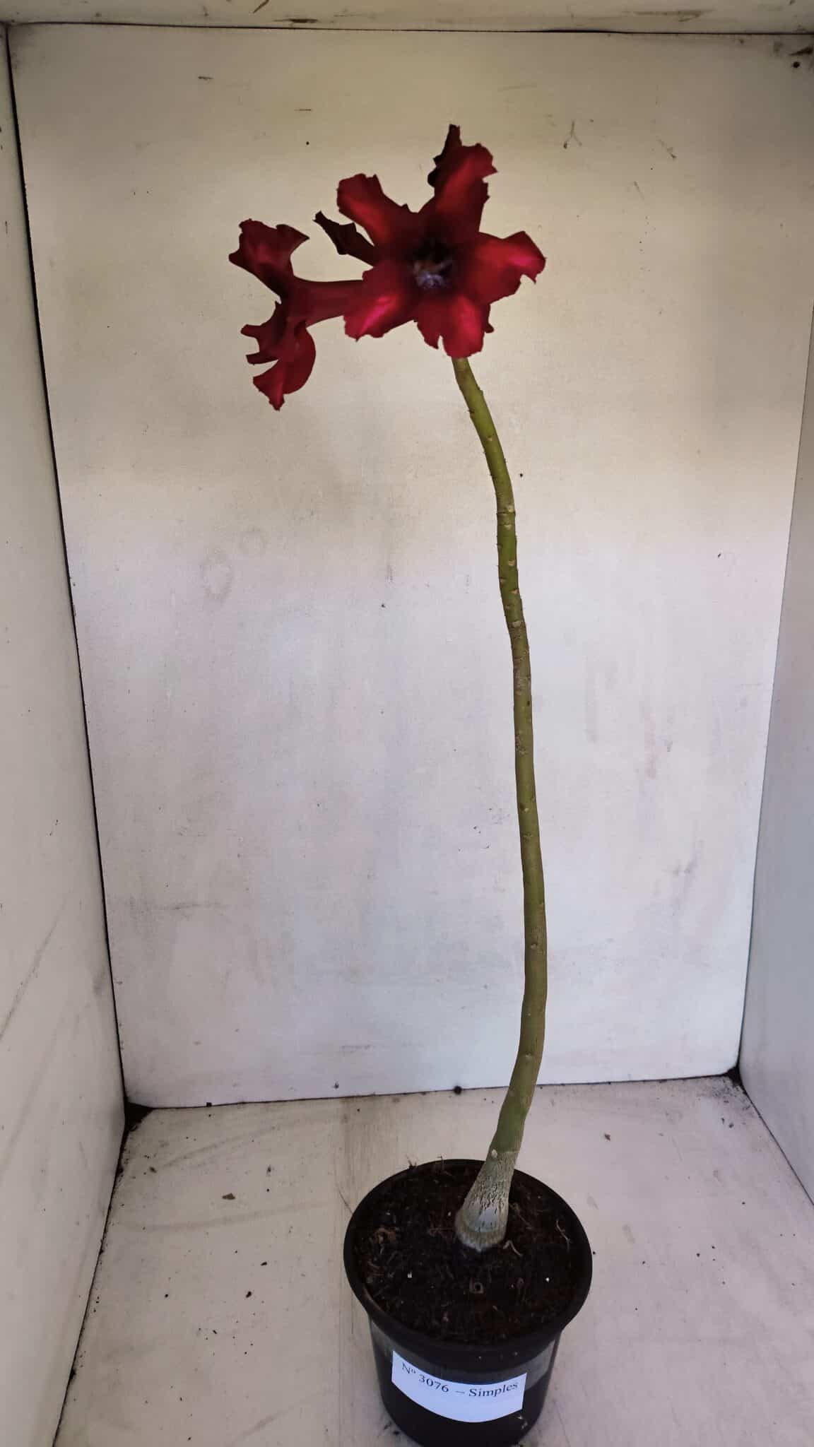 Planta Simples 3076 – 35cm – 03 anos