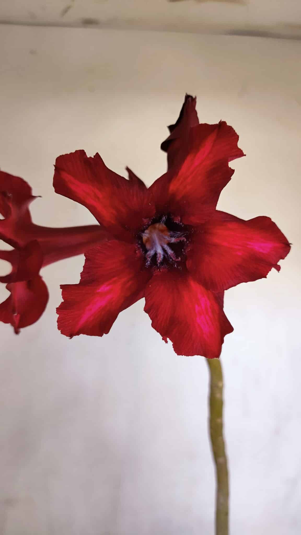 Planta Simples 3076 – 35cm – 03 anos