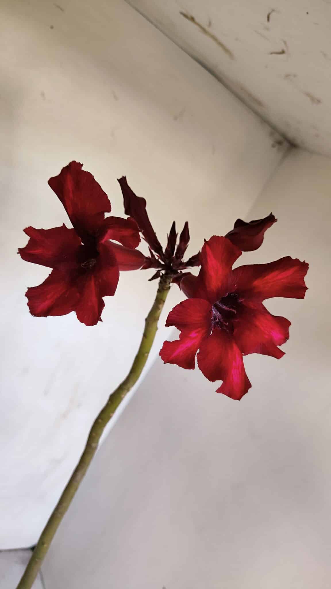 Planta Simples 3076 – 35cm – 03 anos