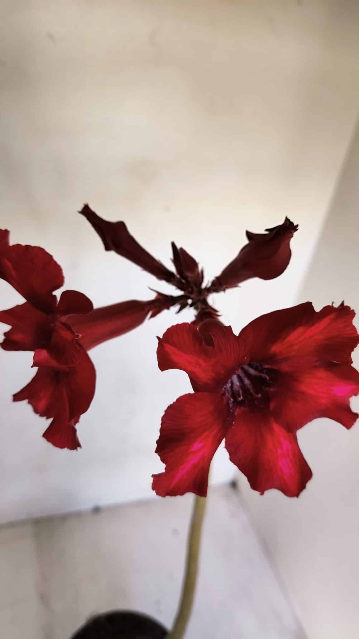 Planta Simples 3076 – 35cm – 03 anos