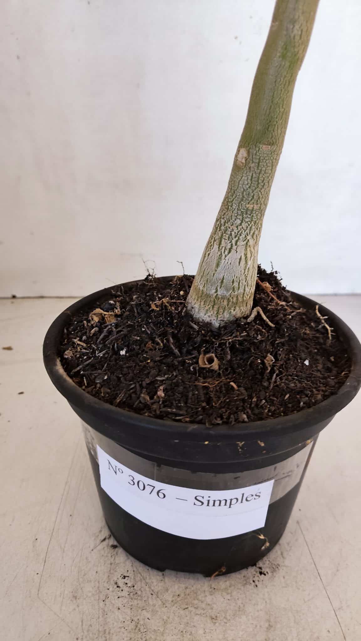 Planta Simples 3076 – 35cm – 03 anos