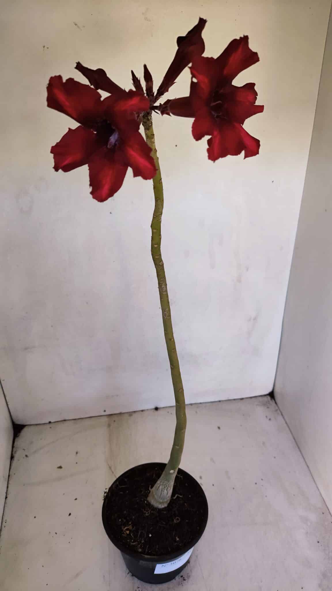 Planta Simples 3076 – 35cm – 03 anos