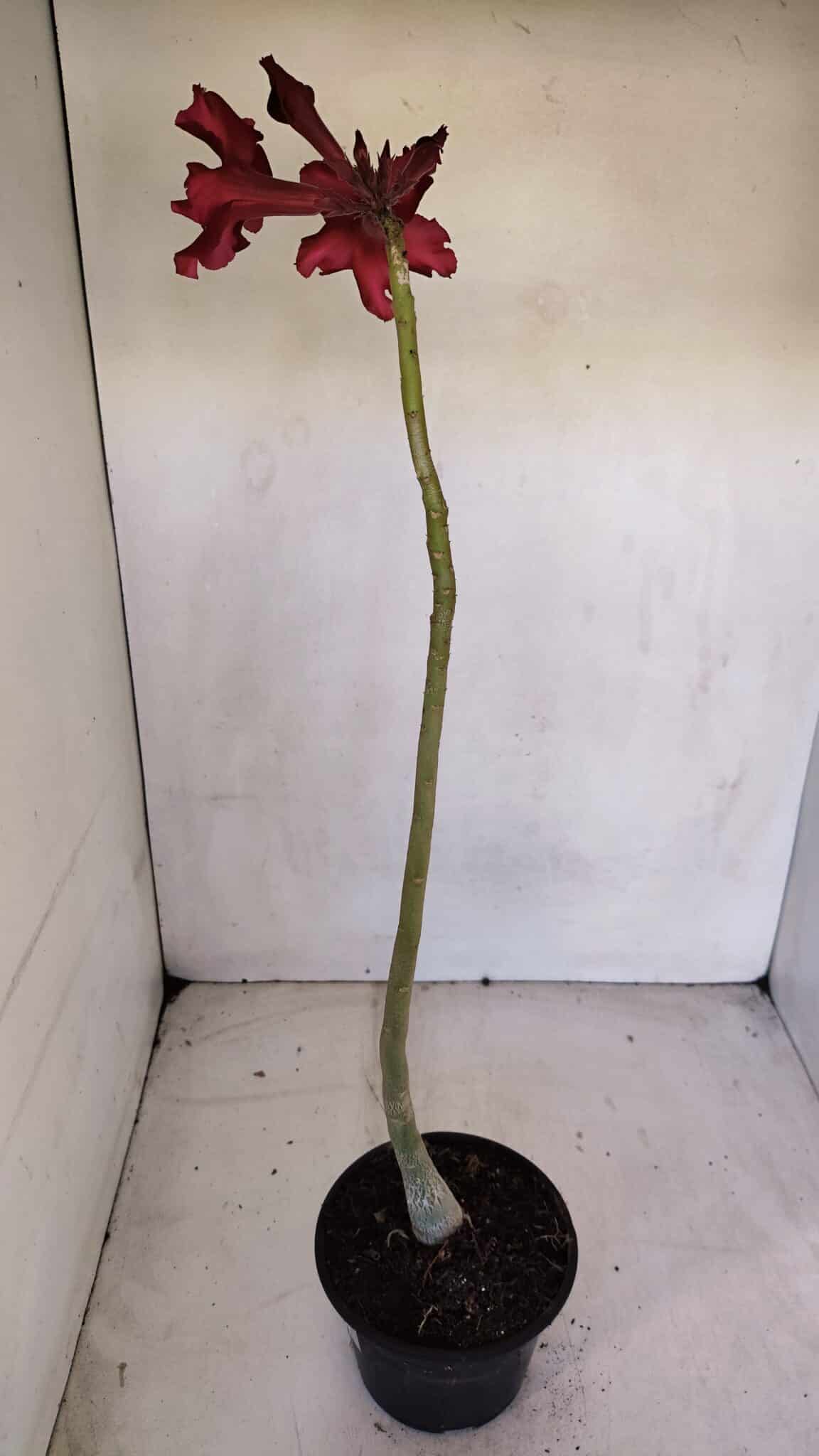 Planta Simples 3076 – 35cm – 03 anos