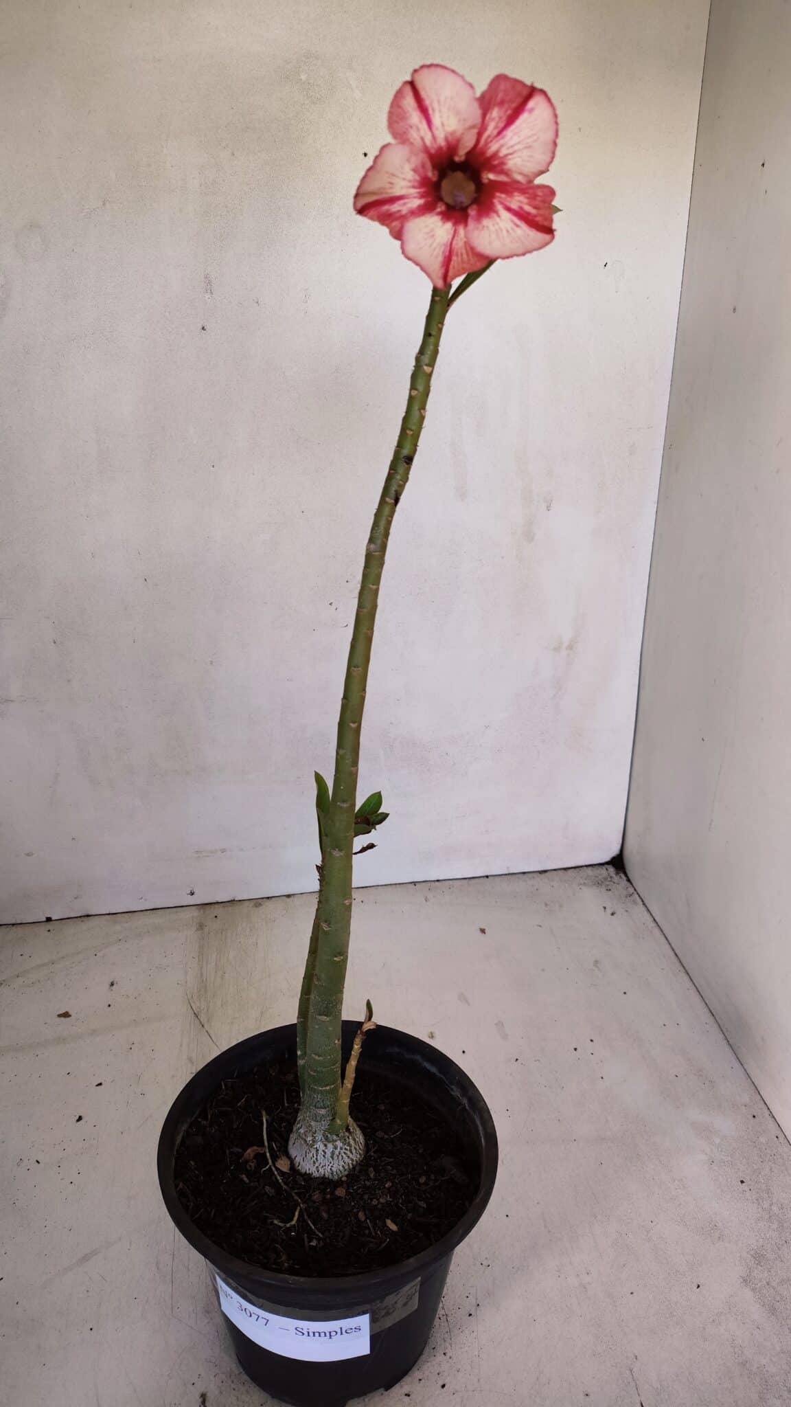Planta Simples 3077 – 30cm – 02 anos
