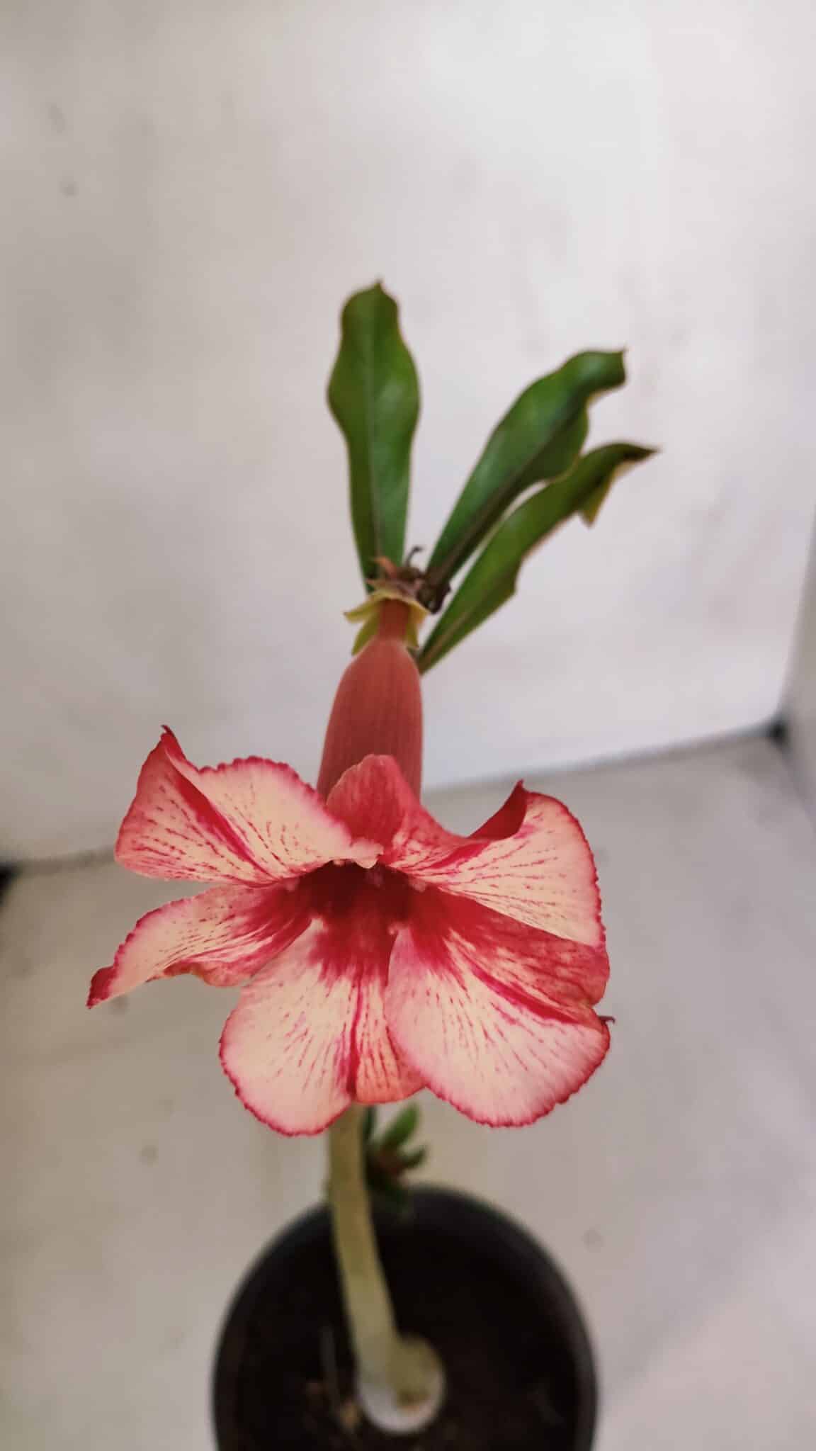 Planta Simples 3077 – 30cm – 02 anos