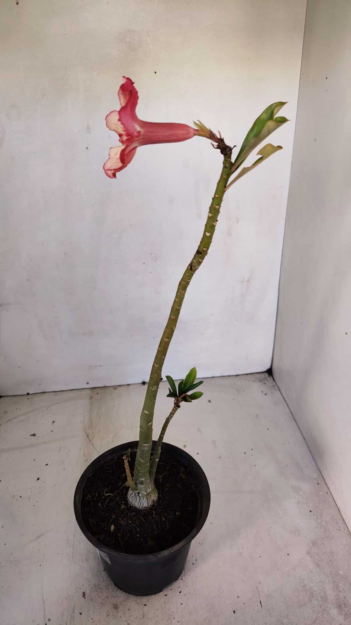 Planta Simples 3077 – 30cm – 02 anos