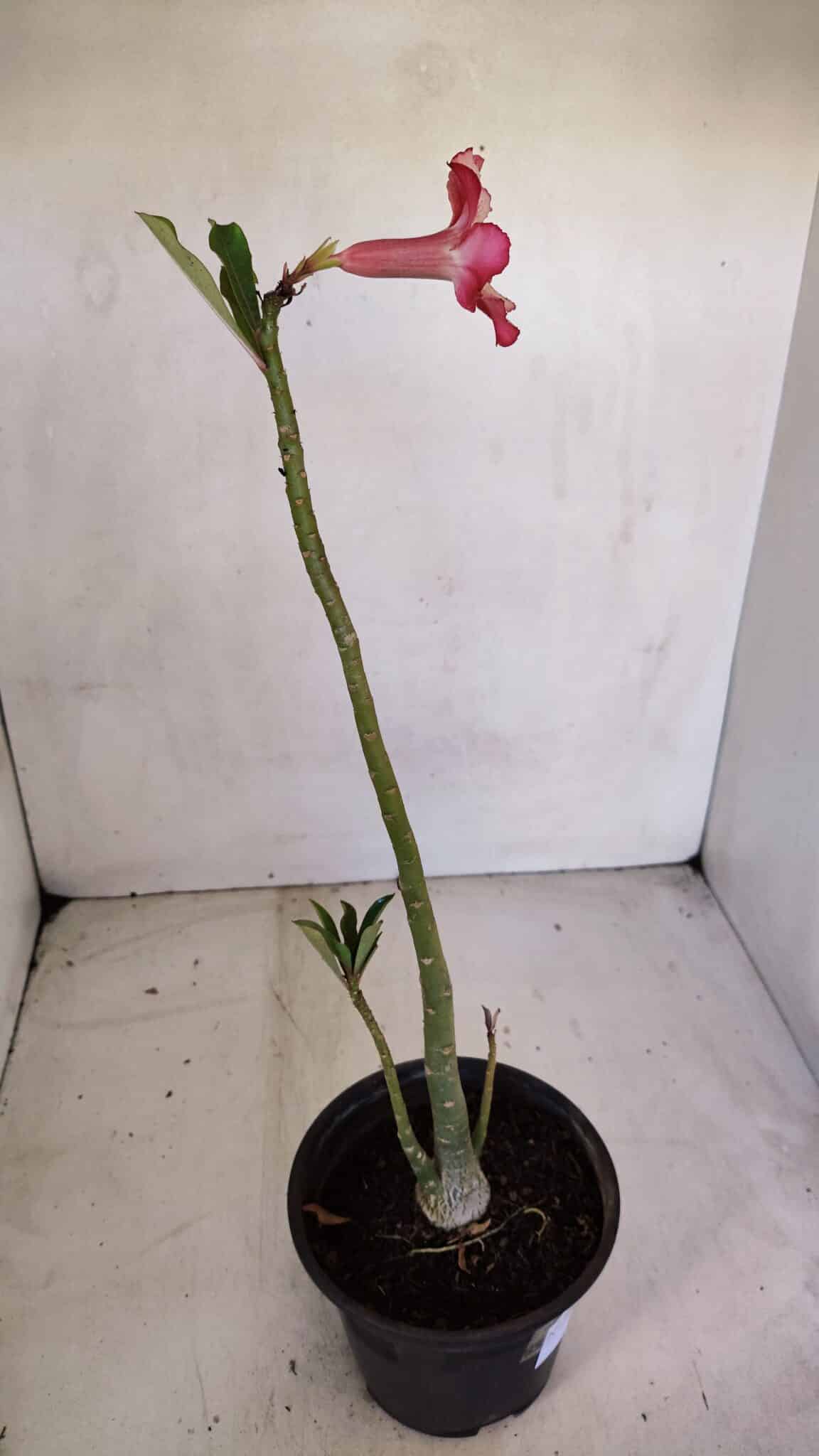 Planta Simples 3077 – 30cm – 02 anos
