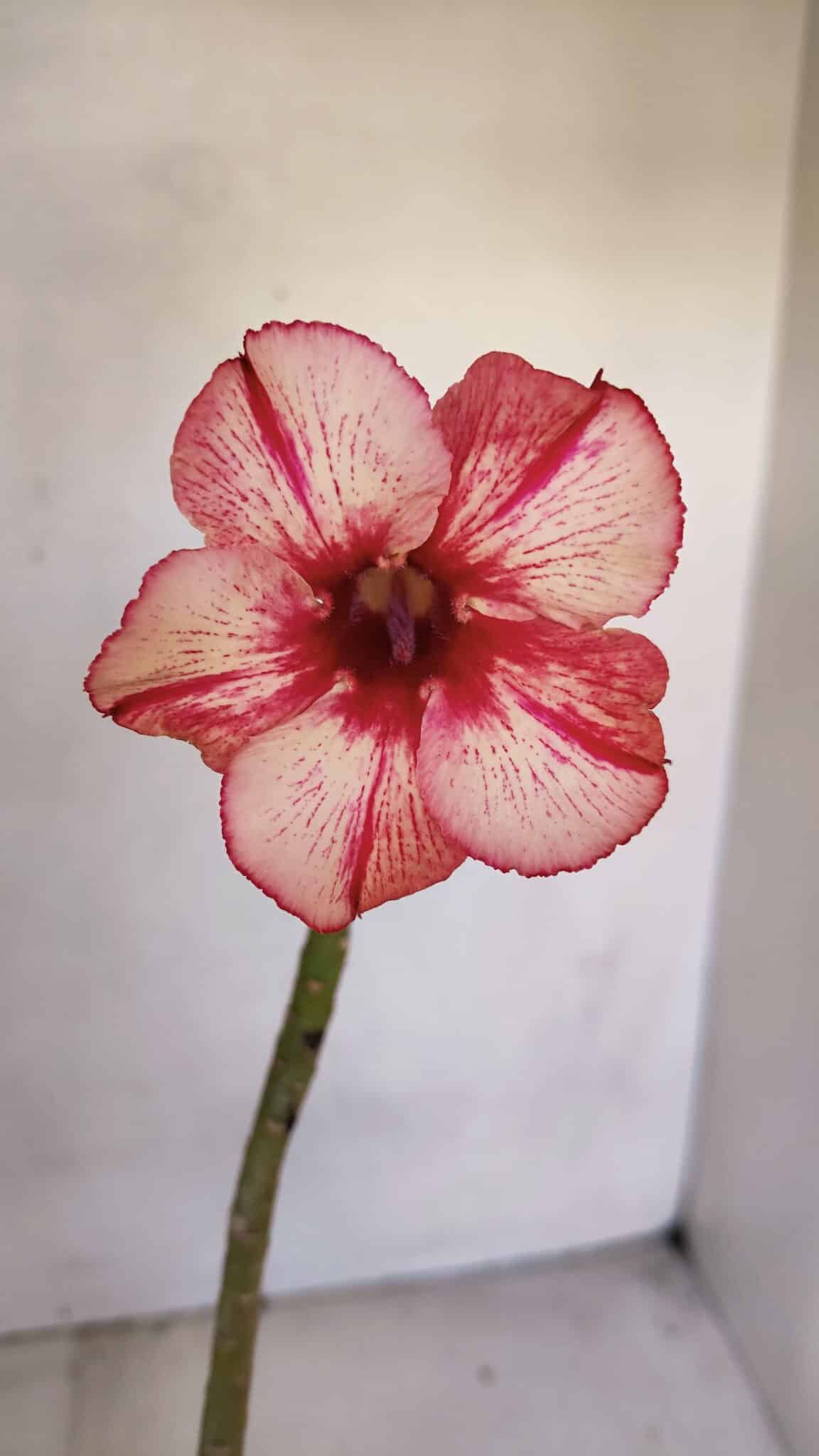 Planta Simples 3077 – 30cm – 02 anos