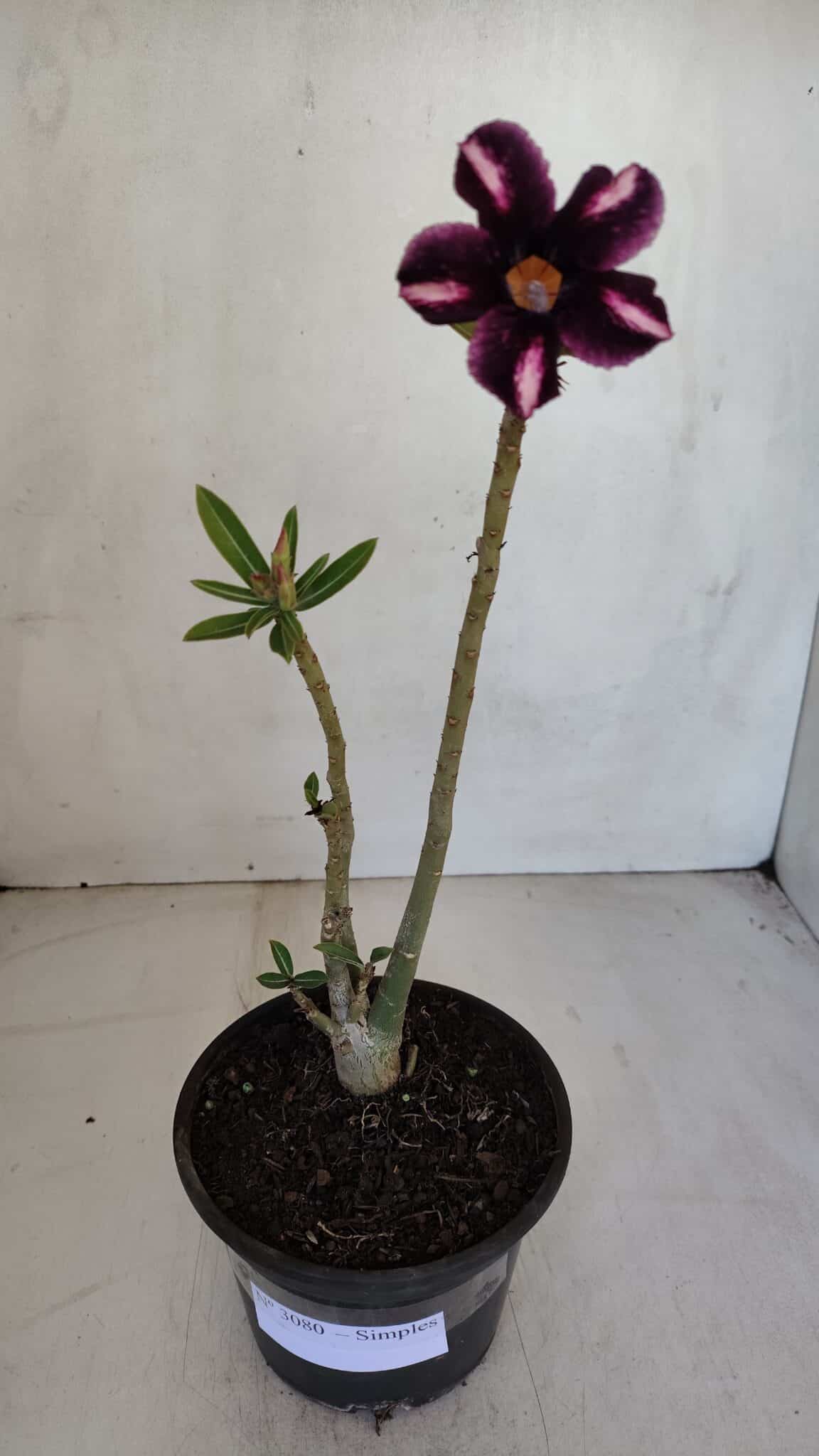 Planta Simples 3080 – 30cm – 02 anos