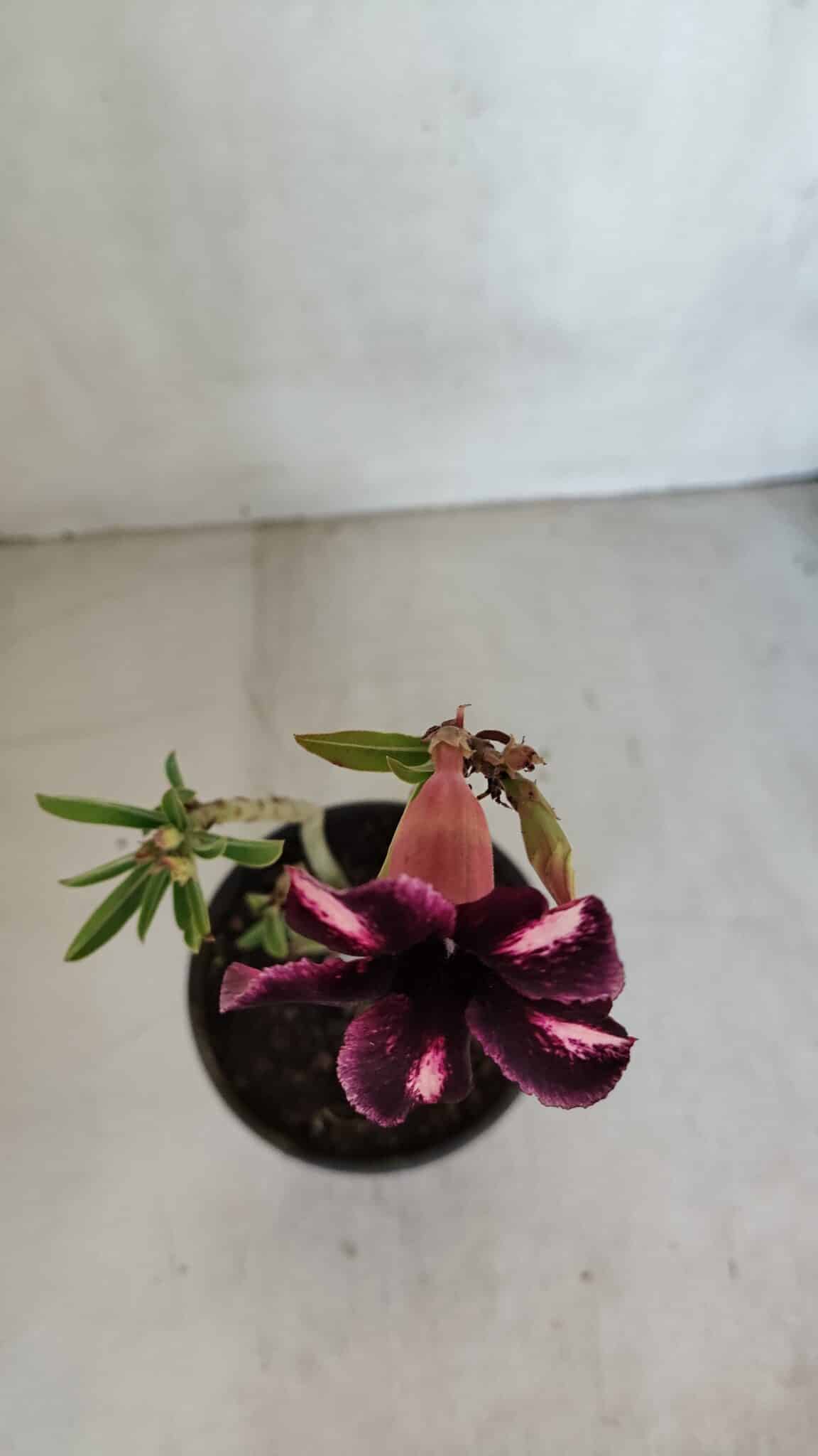 Planta Simples 3080 – 30cm – 02 anos