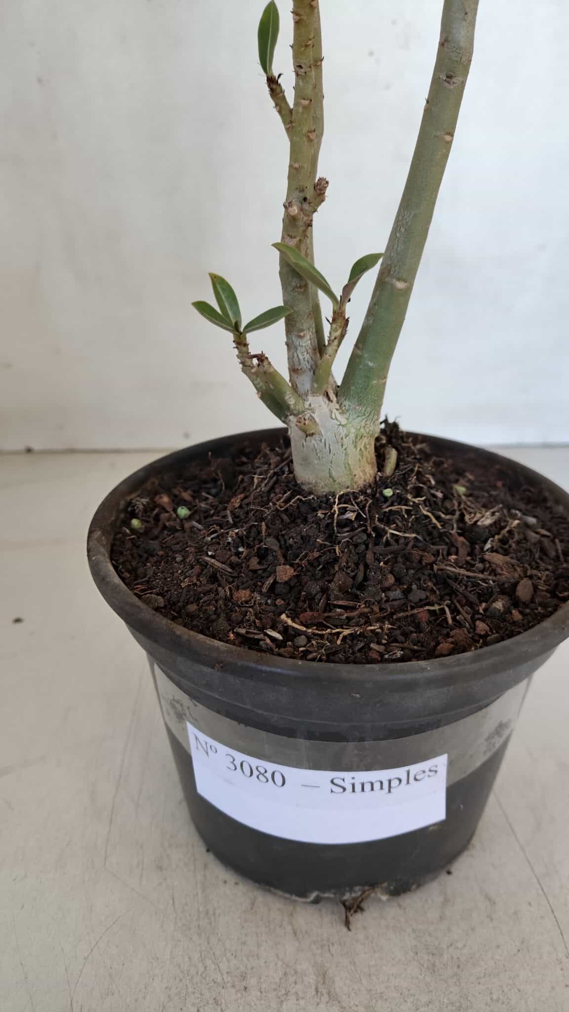 Planta Simples 3080 – 30cm – 02 anos