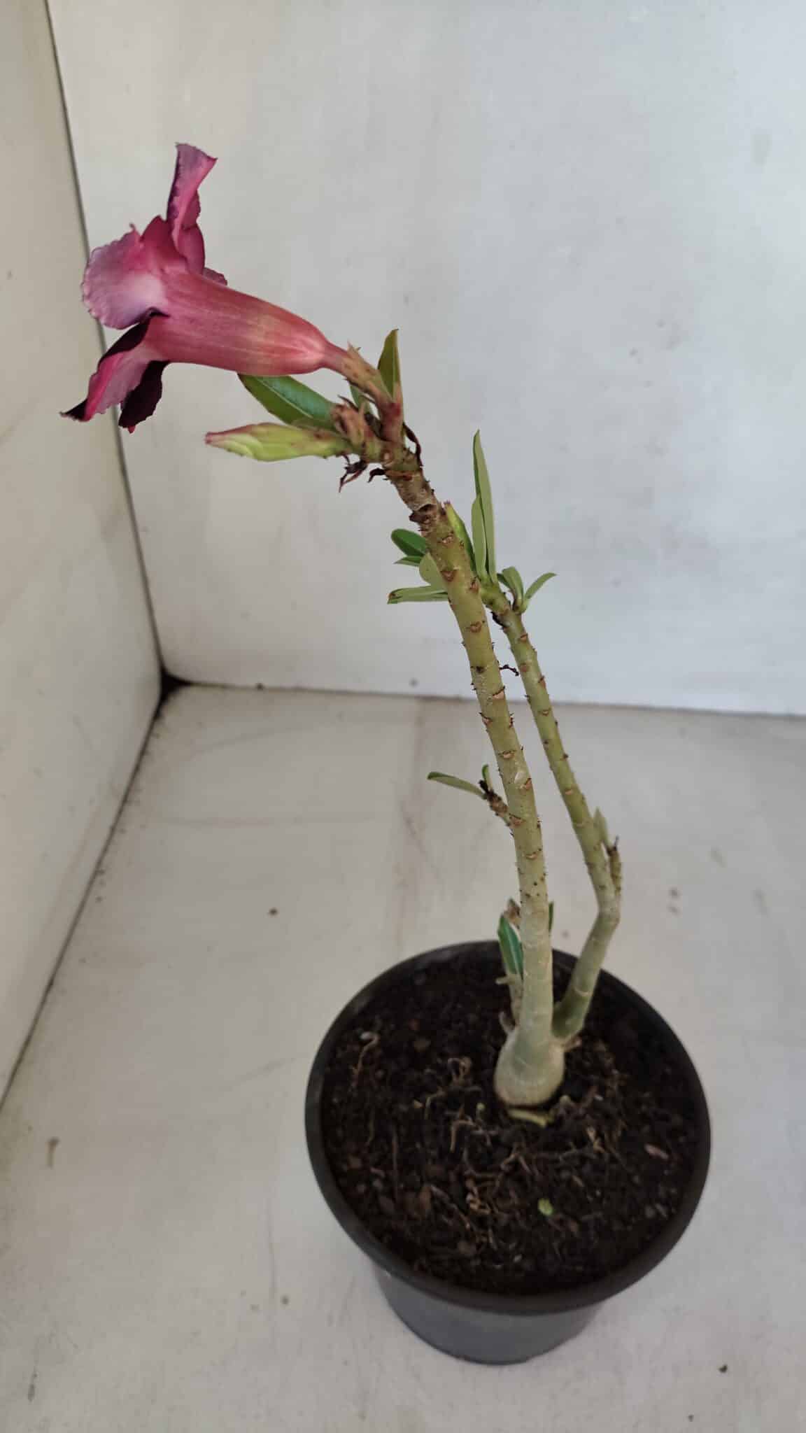 Planta Simples 3080 – 30cm – 02 anos