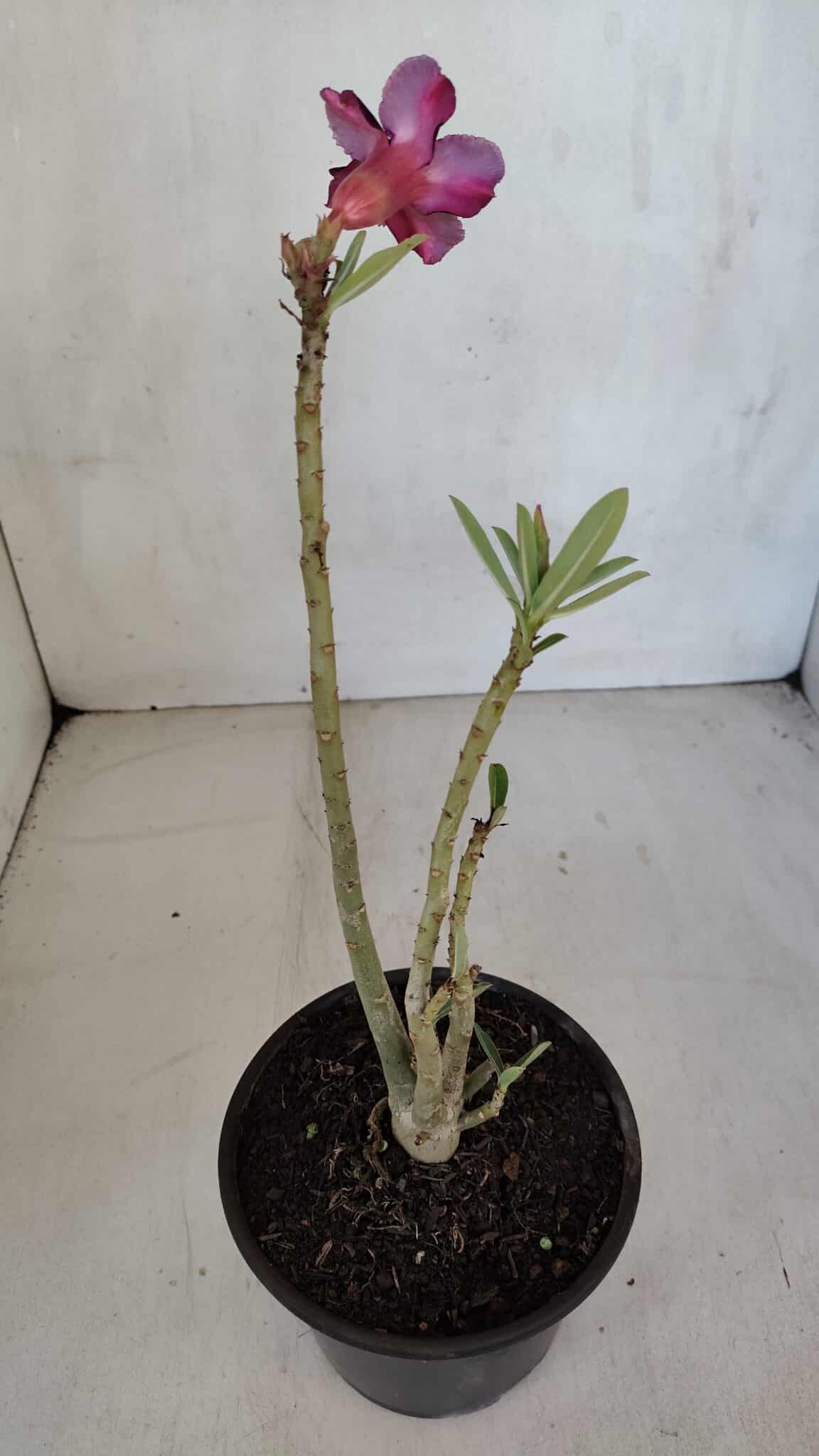 Planta Simples 3080 – 30cm – 02 anos