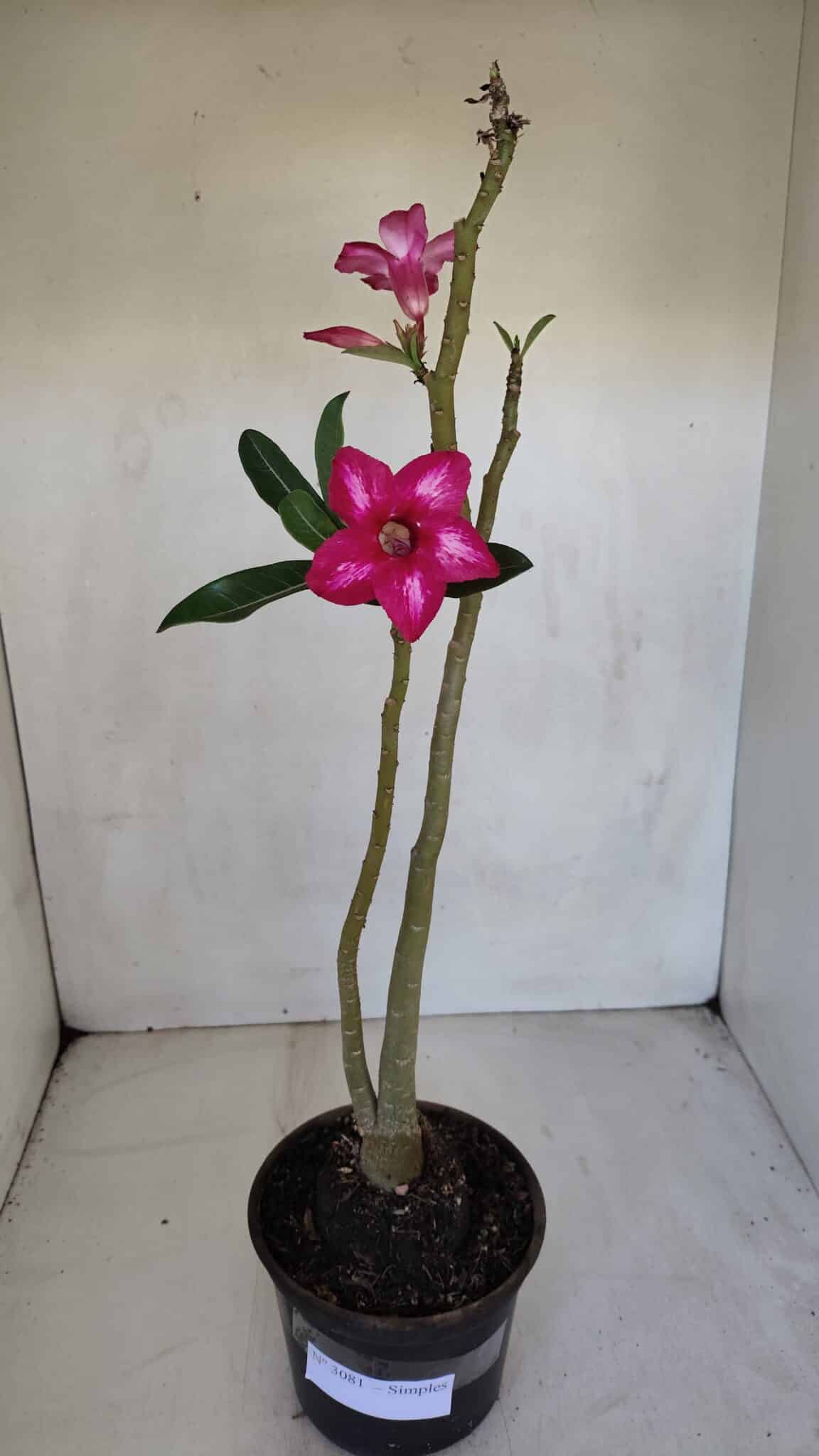 Planta Simples 3081 – 35cm – 03 anos